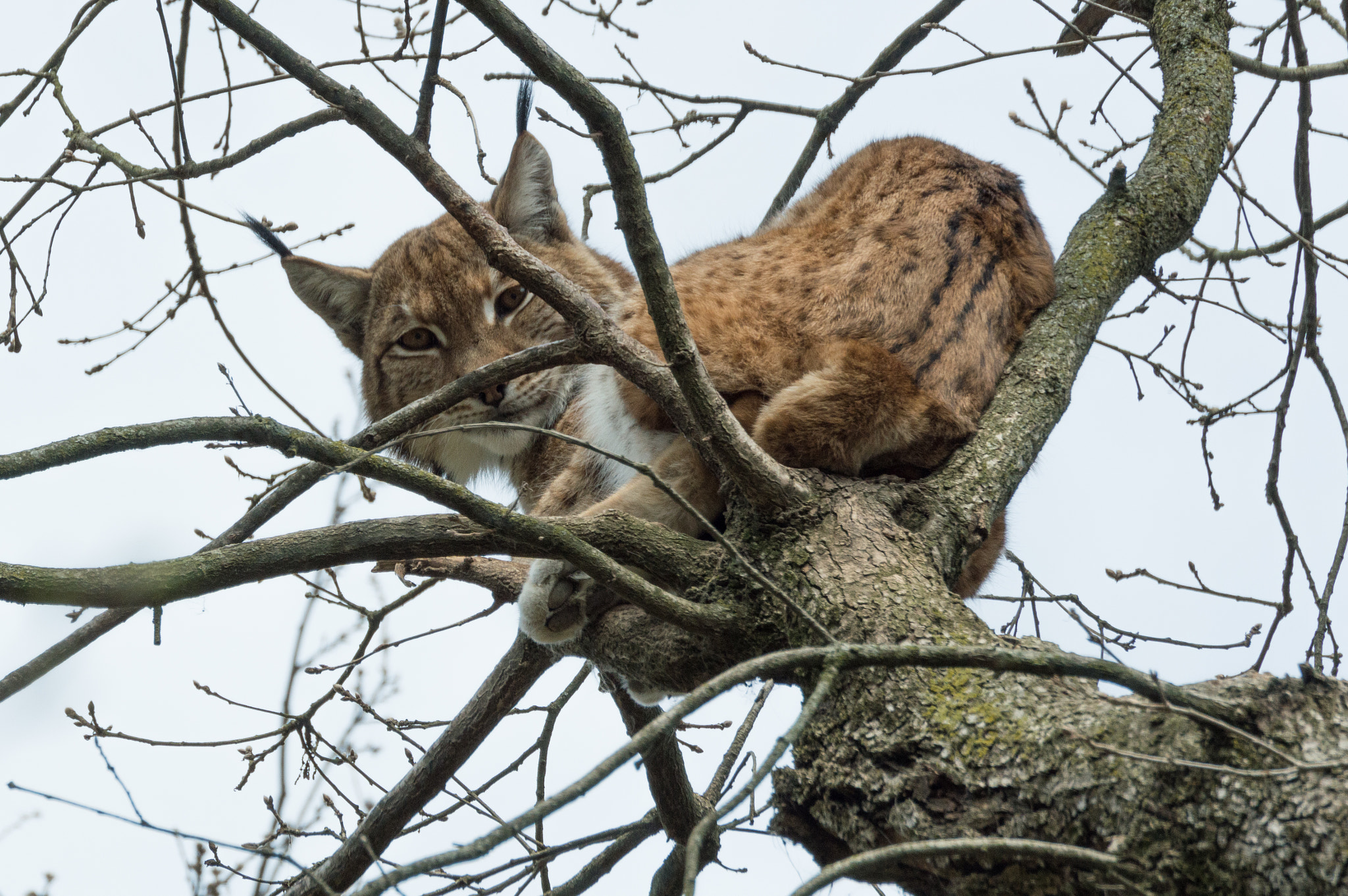 Nikon D3200 sample photo. Lynx lynx photography