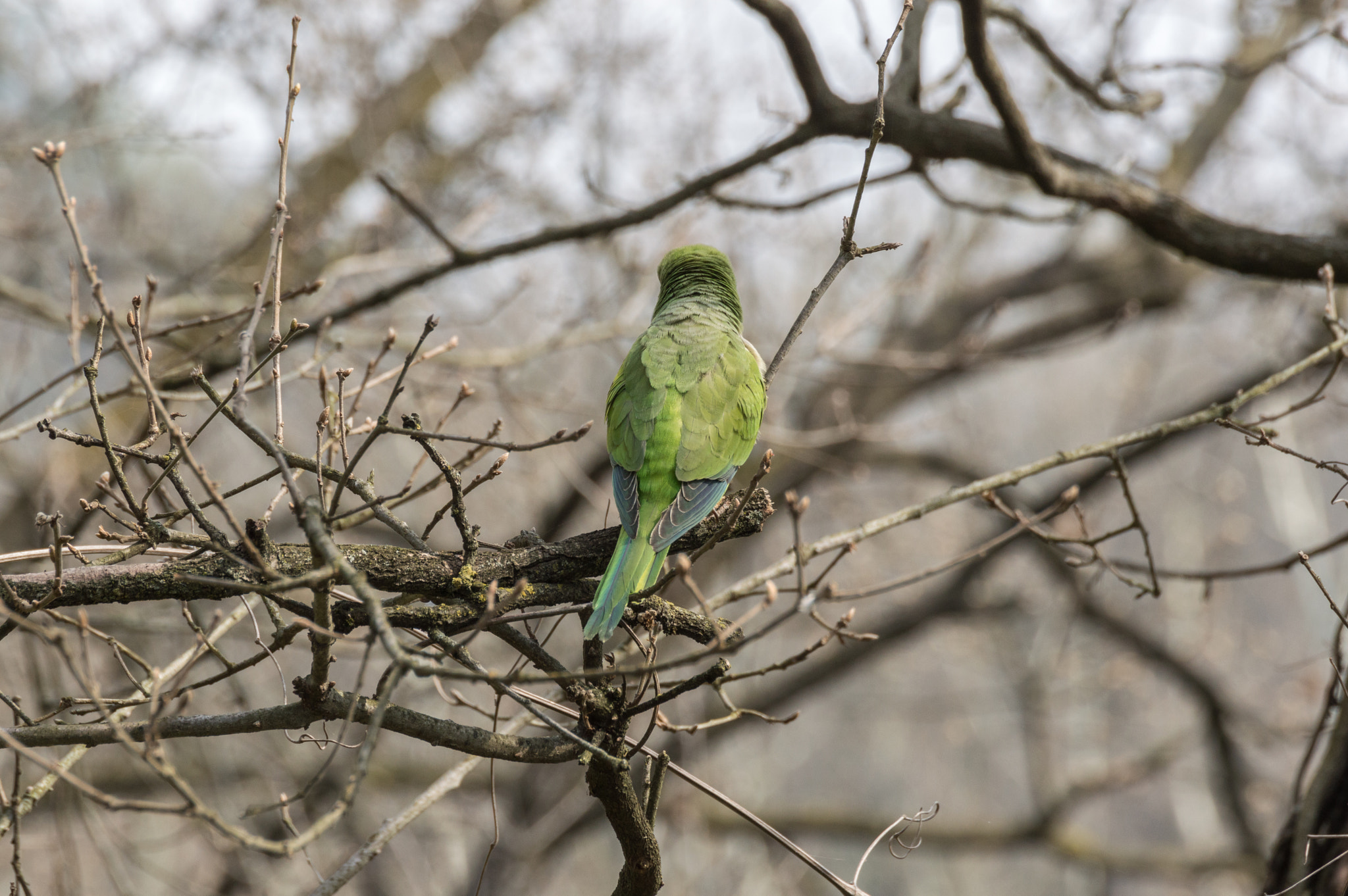 Nikon D3200 sample photo. Myiopsitta monachus photography