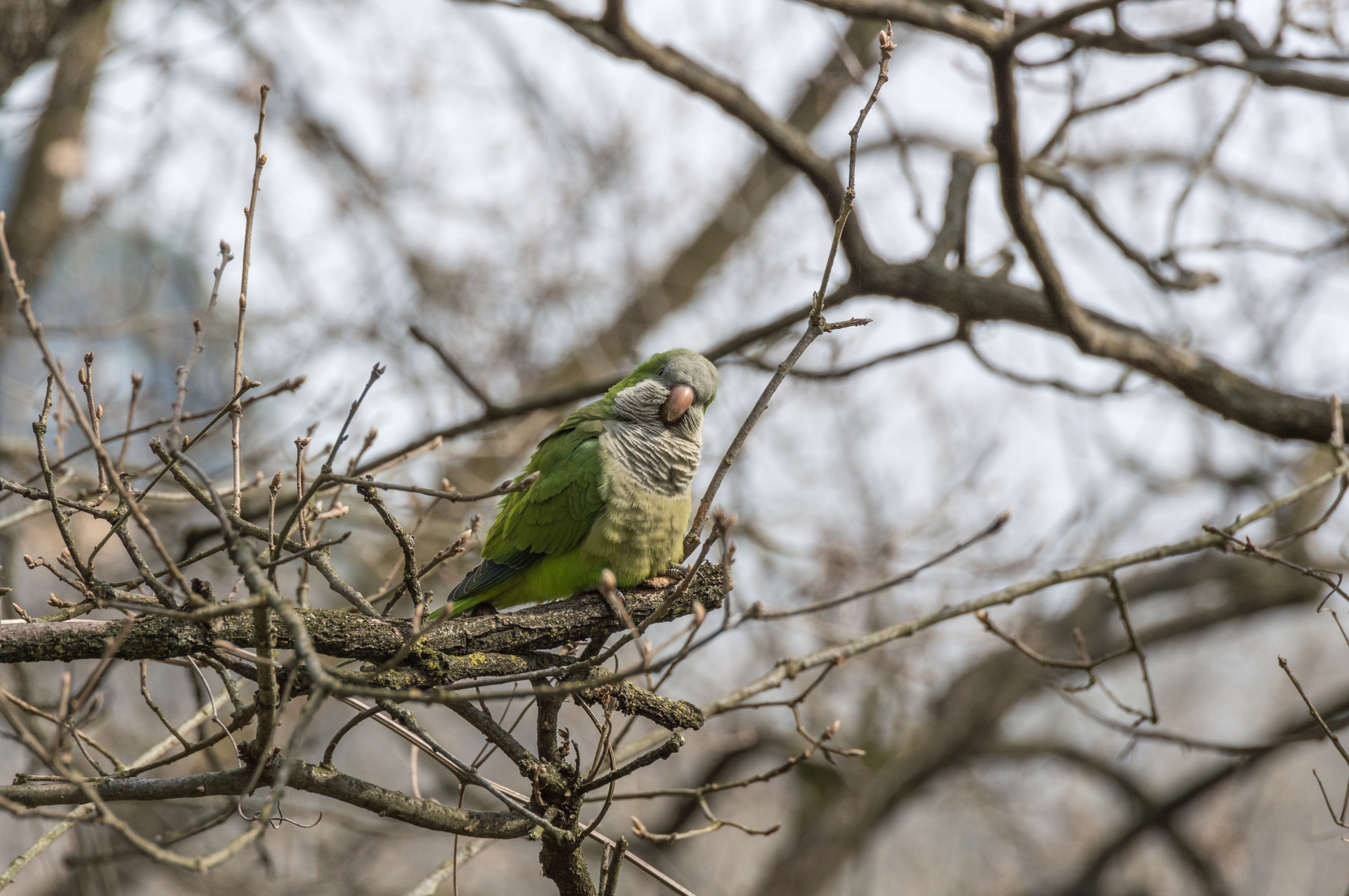 Nikon D3200 sample photo. Myiopsitta monachus photography