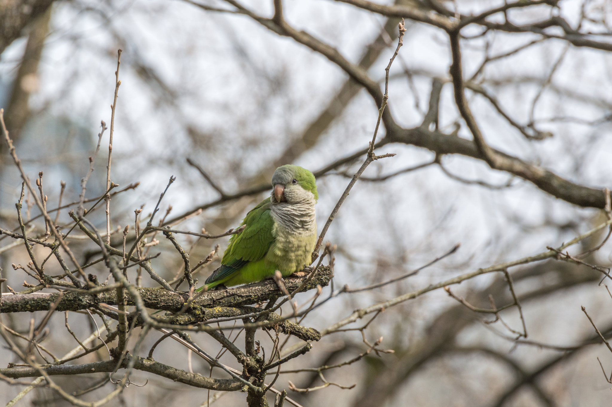 Nikon D3200 sample photo. Myiopsitta monachus photography