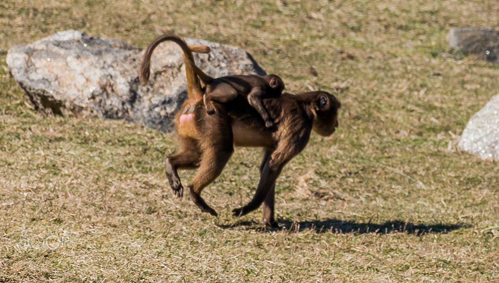 Sony a99 II sample photo. "hold tight!!" photography