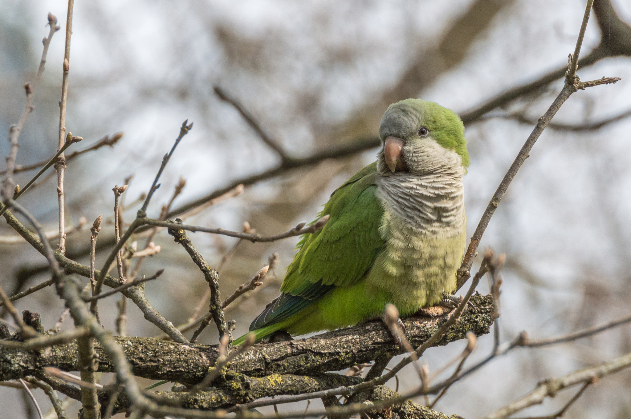 Nikon D3200 sample photo. Myiopsitta monachus photography