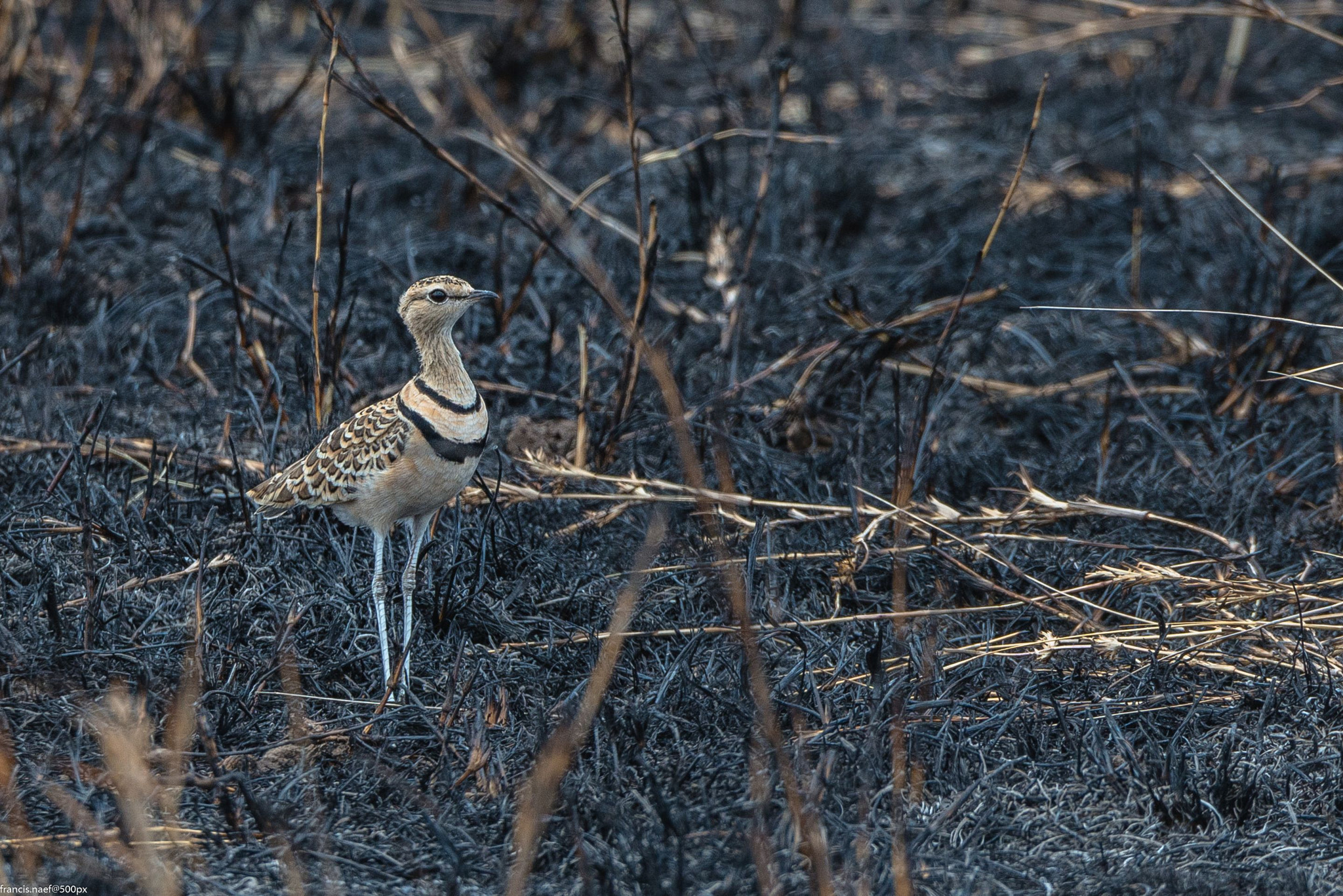 Nikon D800 sample photo. Heuglin’s courser in burned area photography