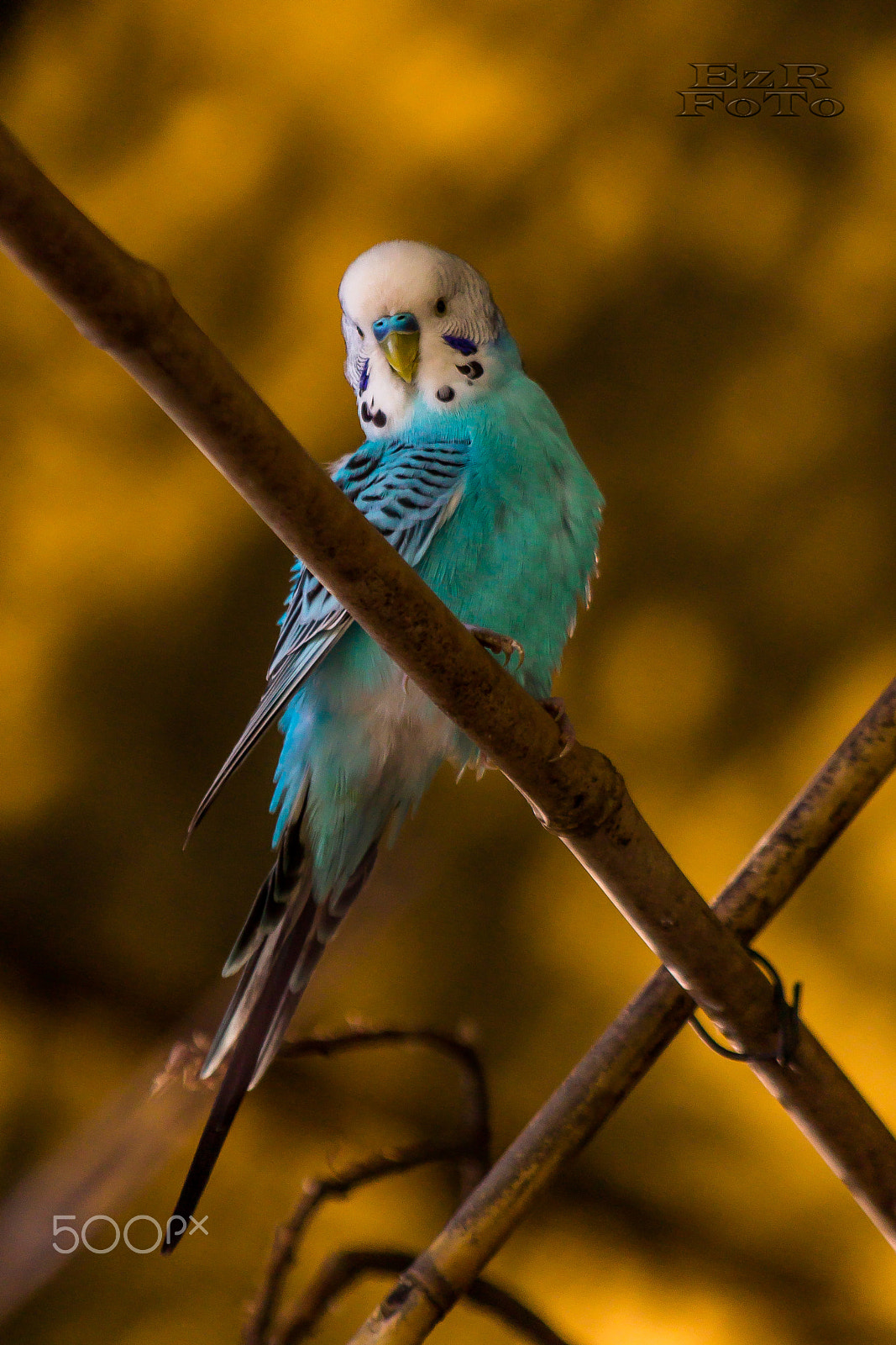 Canon EF 70-300mm F4-5.6 IS USM sample photo. Budgie photography