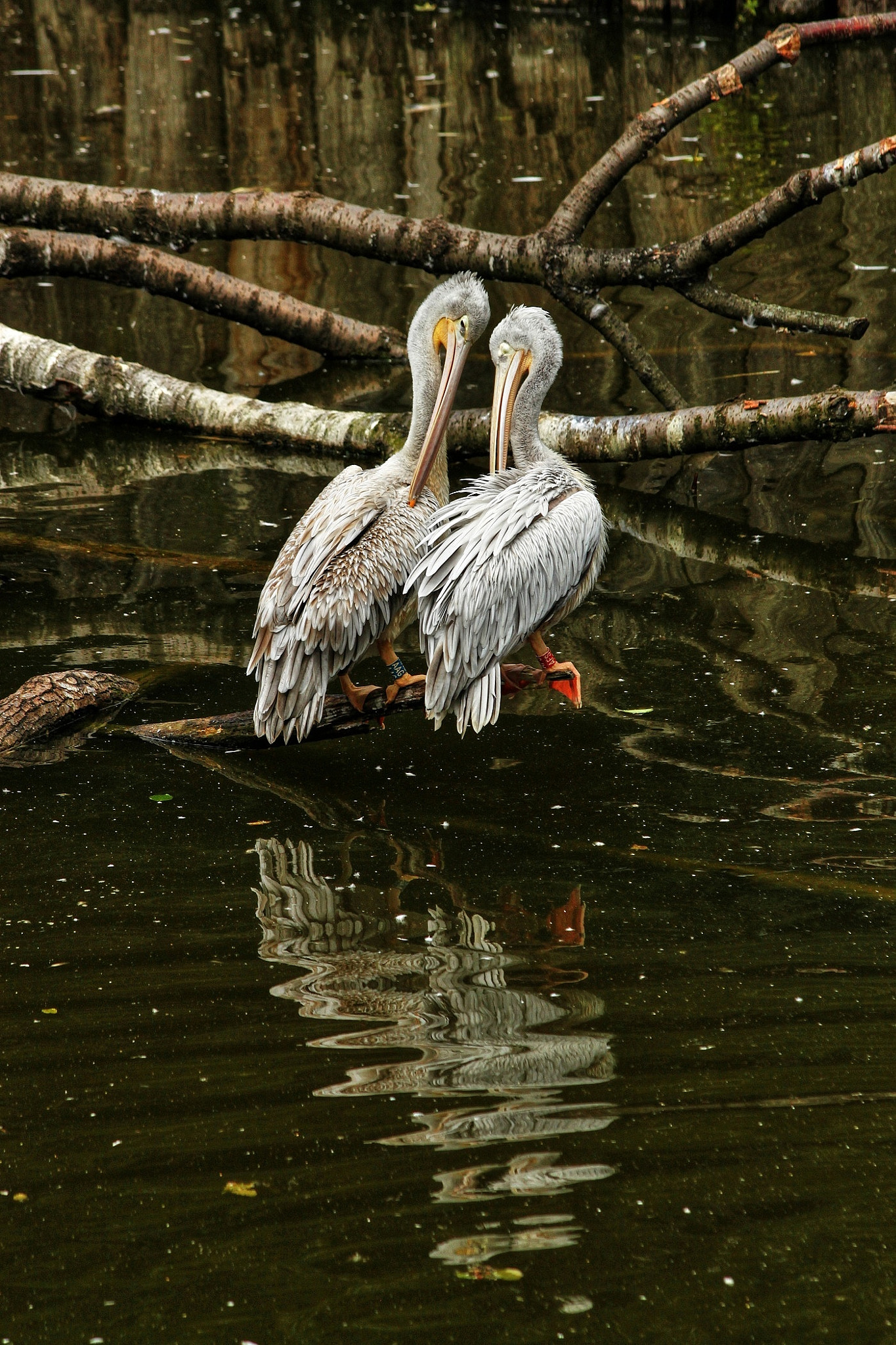 Canon EF 70-300mm F4-5.6 IS USM sample photo. Love story photography