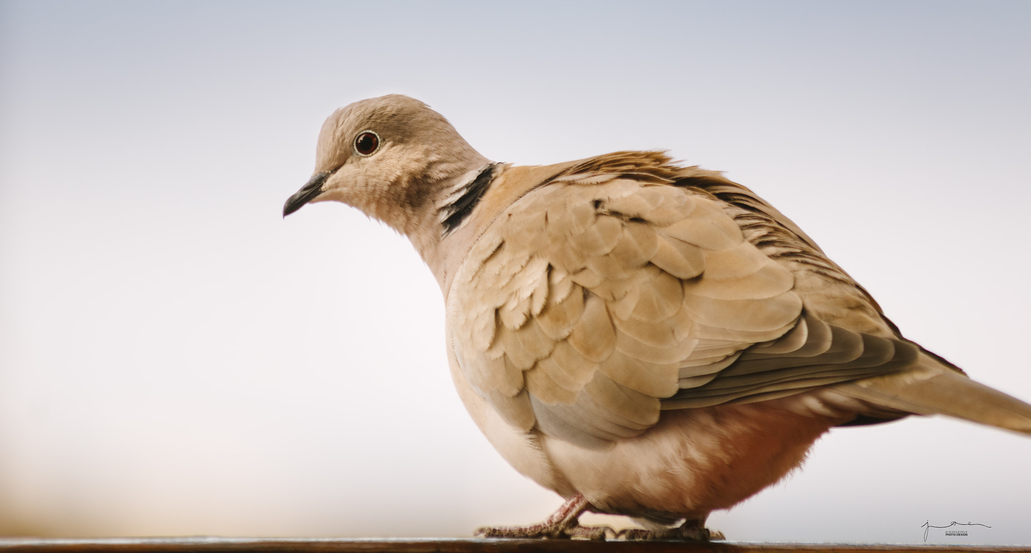 Canon EF 70-300mm F4-5.6 IS USM sample photo. Streptopelia decaocto photography