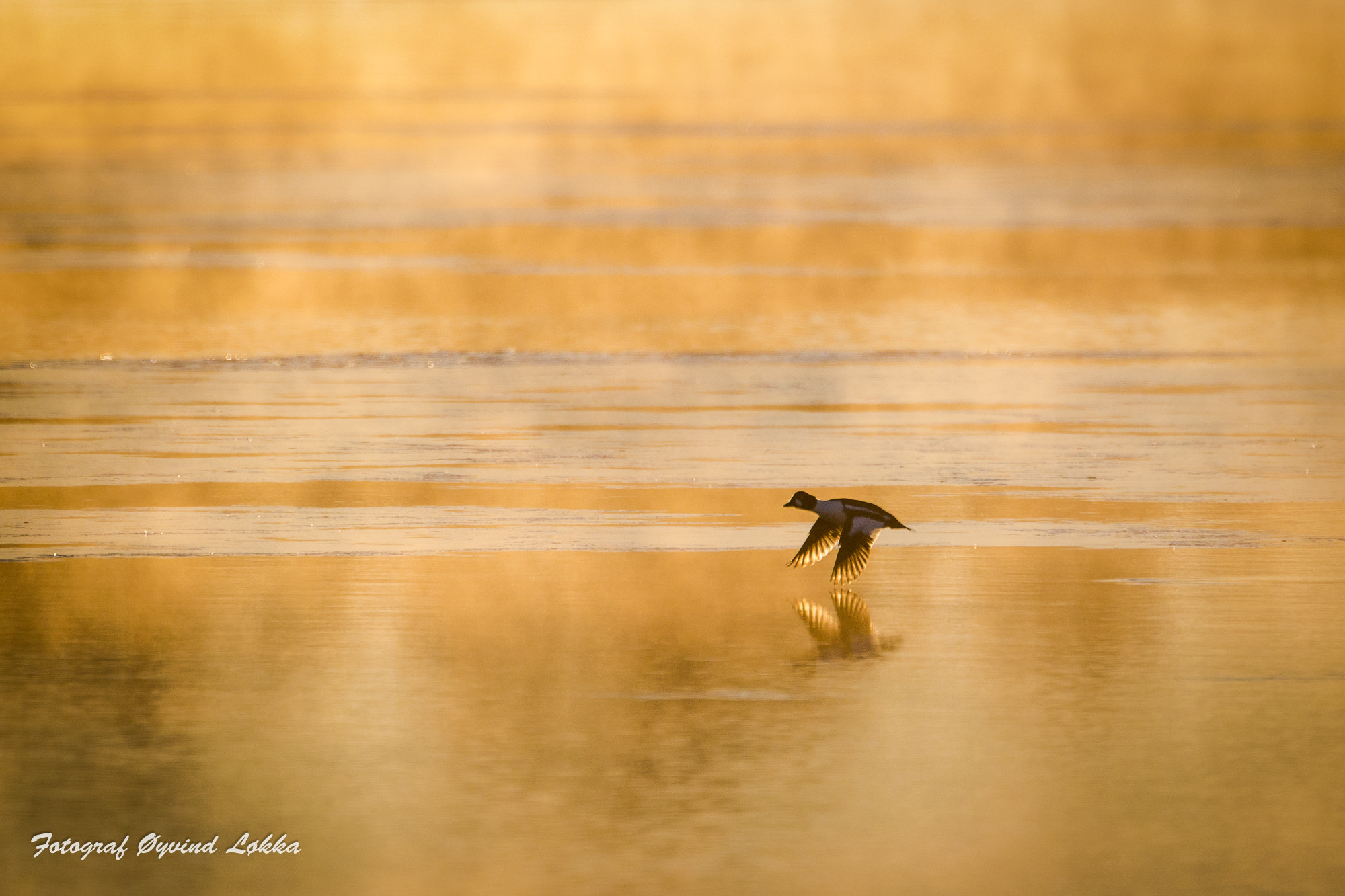Canon EF 500mm F4L IS USM sample photo. Early morning photography