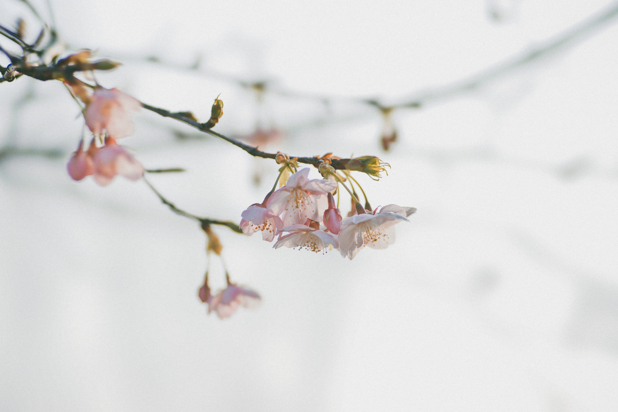 Sony 135mm F2.8 [T4.5] STF sample photo. 大渔樱 photography