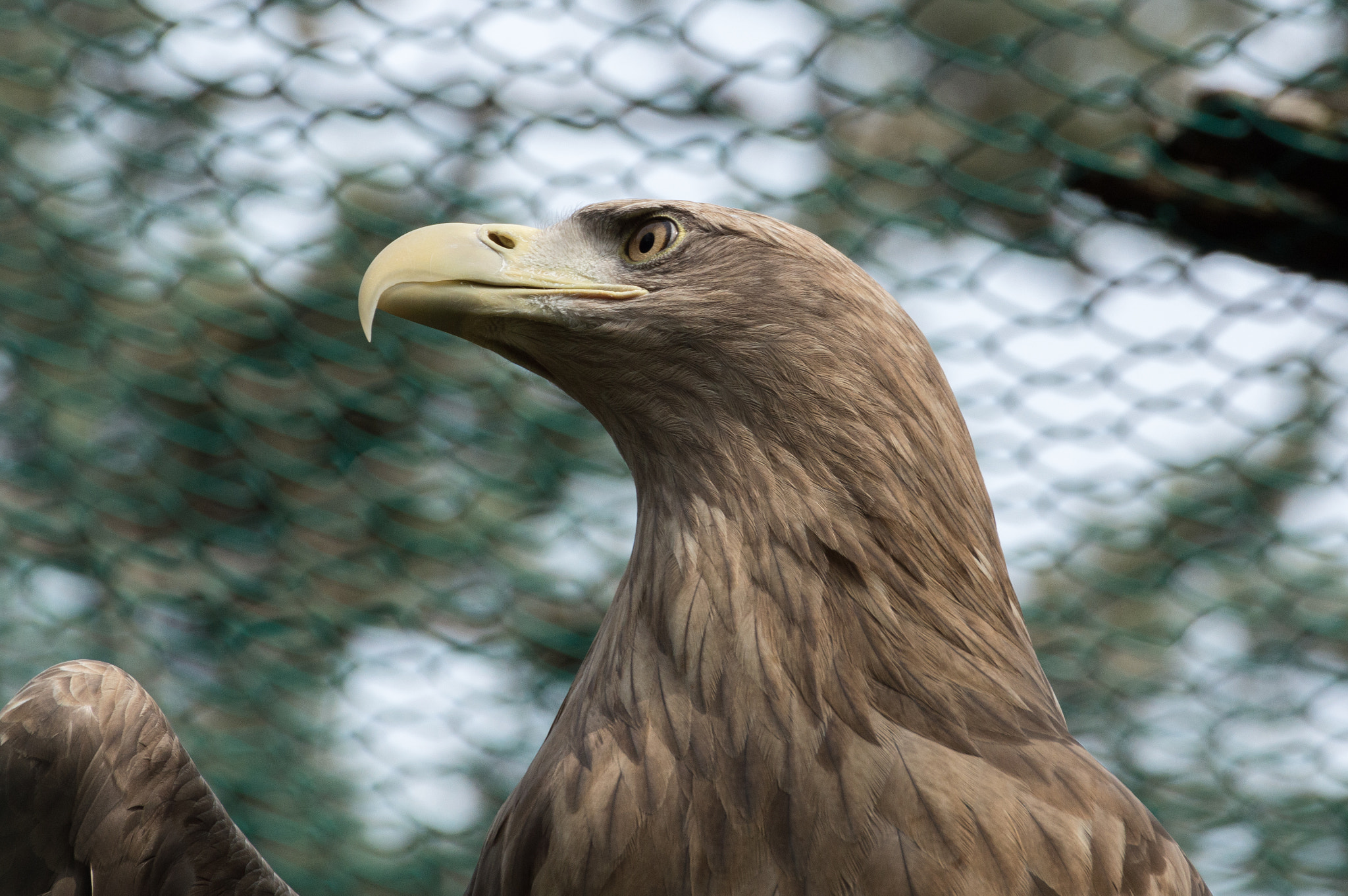 Nikon D3200 sample photo. Haliaeetus albicilla photography
