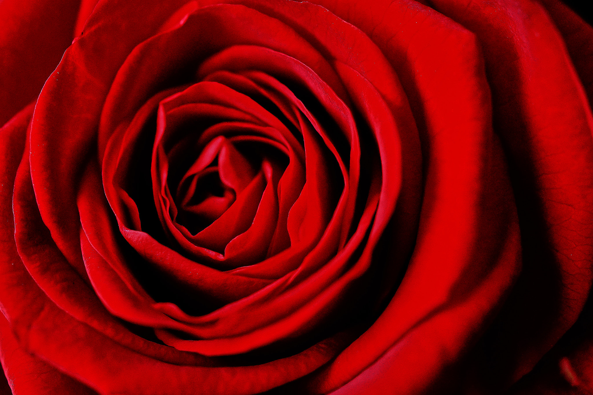 90mm F2.8 Macro SSM sample photo. The red rose whispers ... photography