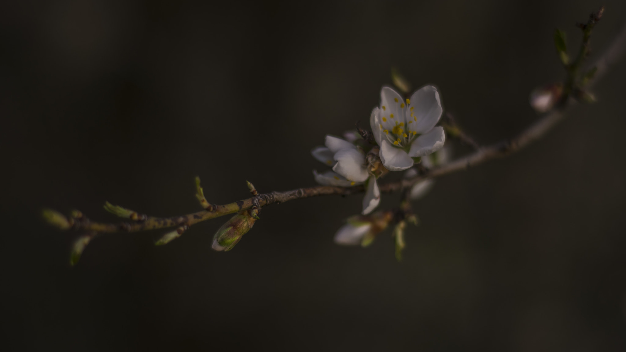 Nikon D5300 + Nikon AF Nikkor 50mm F1.8D sample photo. Volver a empezar... photography