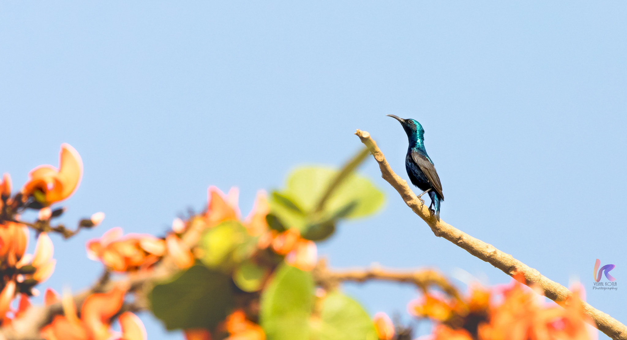 Canon EF 70-200mm F2.8L IS II USM sample photo. Purple sunbird photography