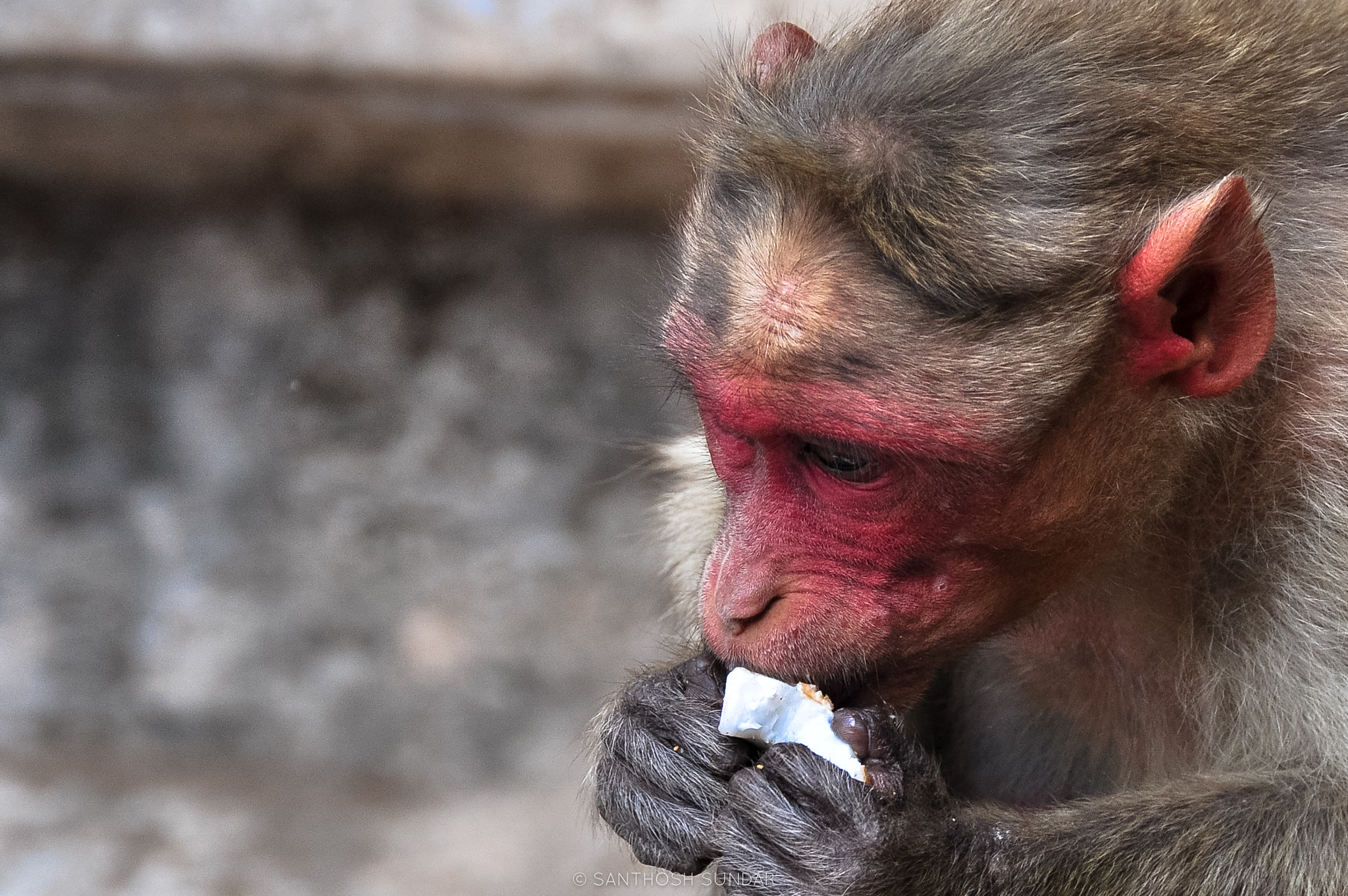 Nikon D5000 sample photo. The monkey business photography