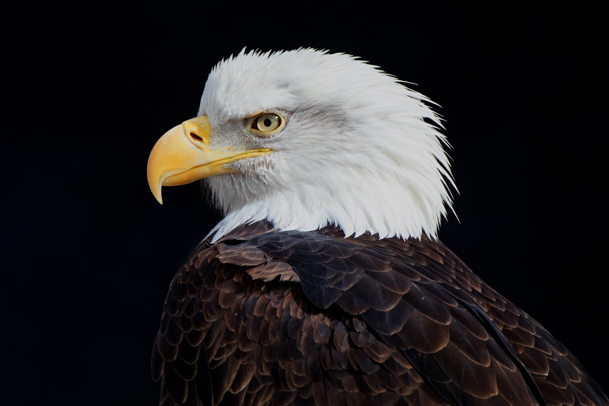 Canon EF 500mm F4L IS USM sample photo. Eagle portrait profile photography