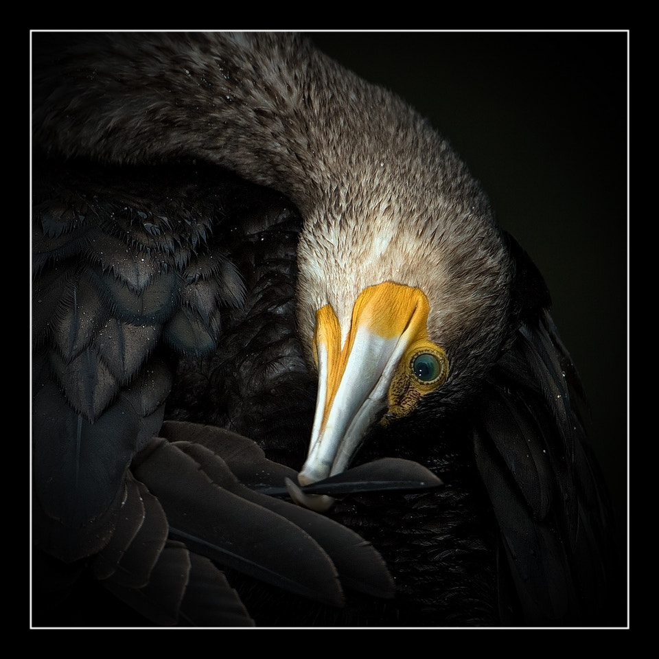 Canon EF 500mm F4L IS USM sample photo. Kormoran photography