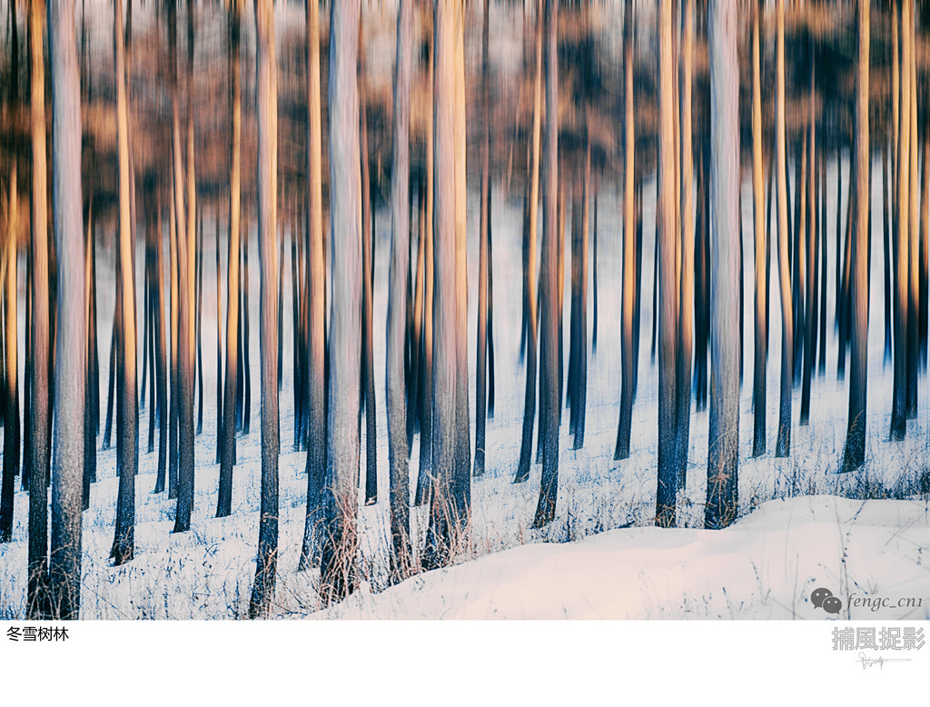 AF Zoom-Nikkor 80-200mm f/2.8 ED sample photo. 冬雪树林 photography