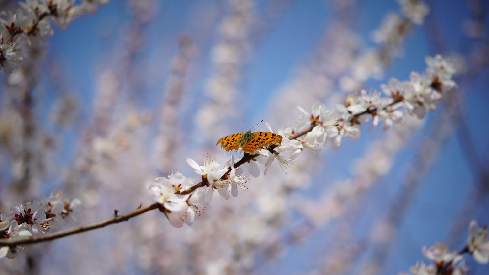 Sony a7S + Sony Sonnar T* FE 55mm F1.8 ZA sample photo. Dsc photography