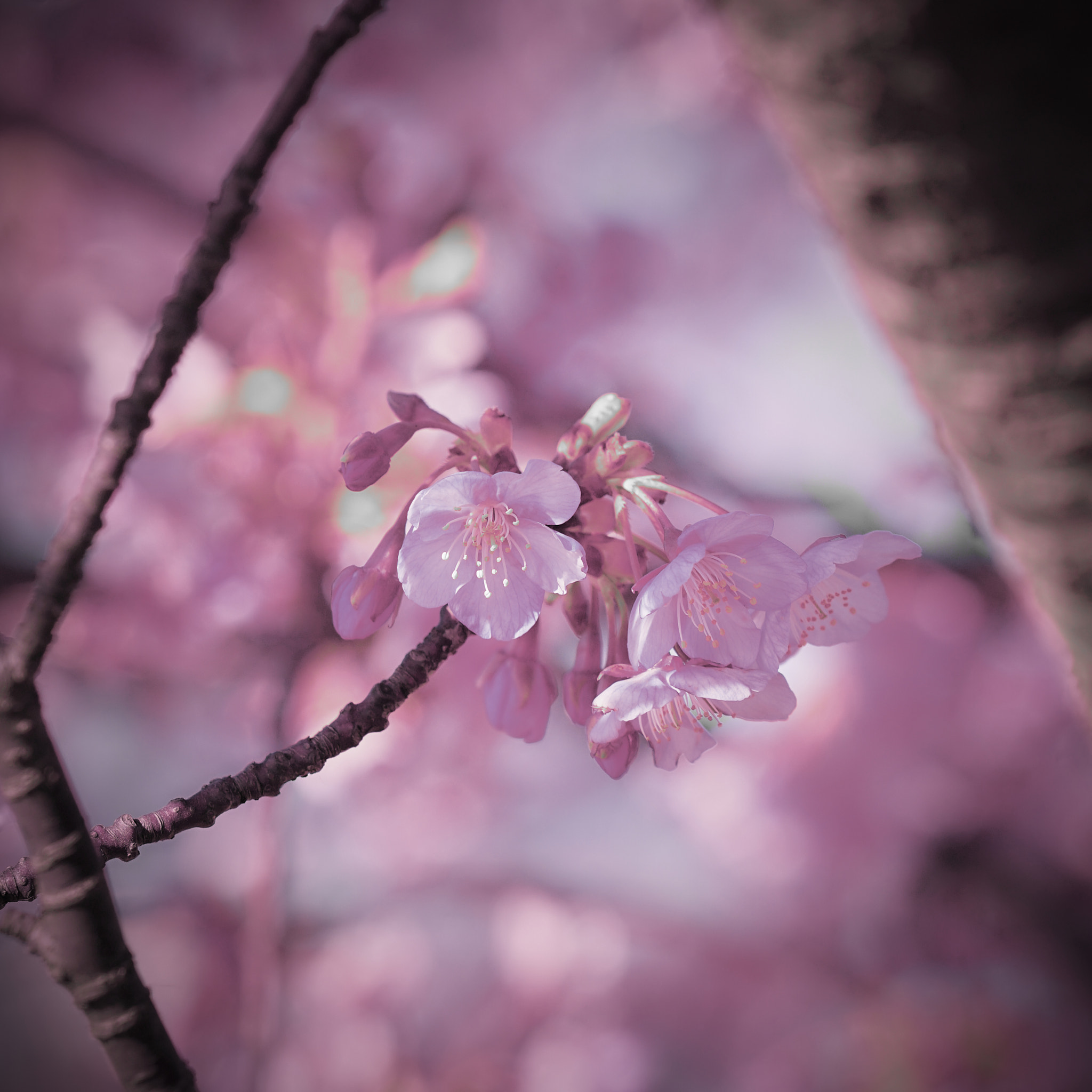 Sony a7 II sample photo. Kawazu-sakura blossom photography