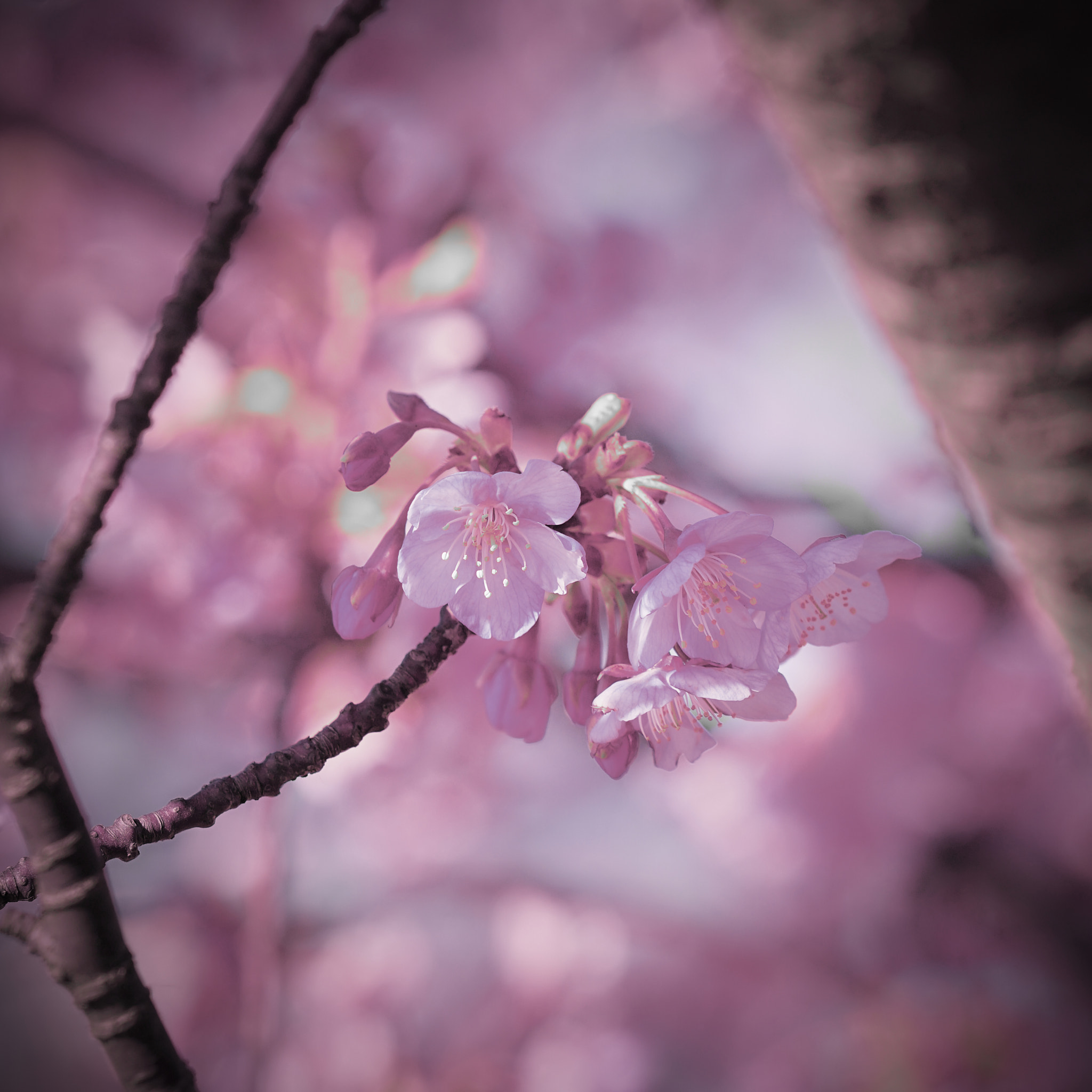 Sony a7 II + Sony FE 70-300mm F4.5-5.6 G OSS sample photo. Kawazu-sakura blossom photography