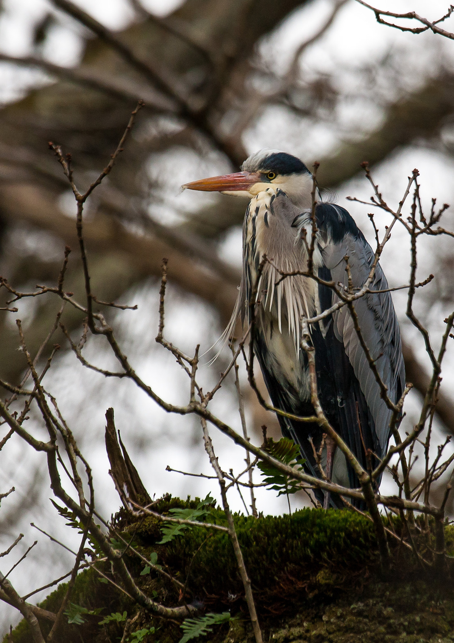 Canon EOS 5D + Canon EF 100-400mm F4.5-5.6L IS USM sample photo. Grey heron photography