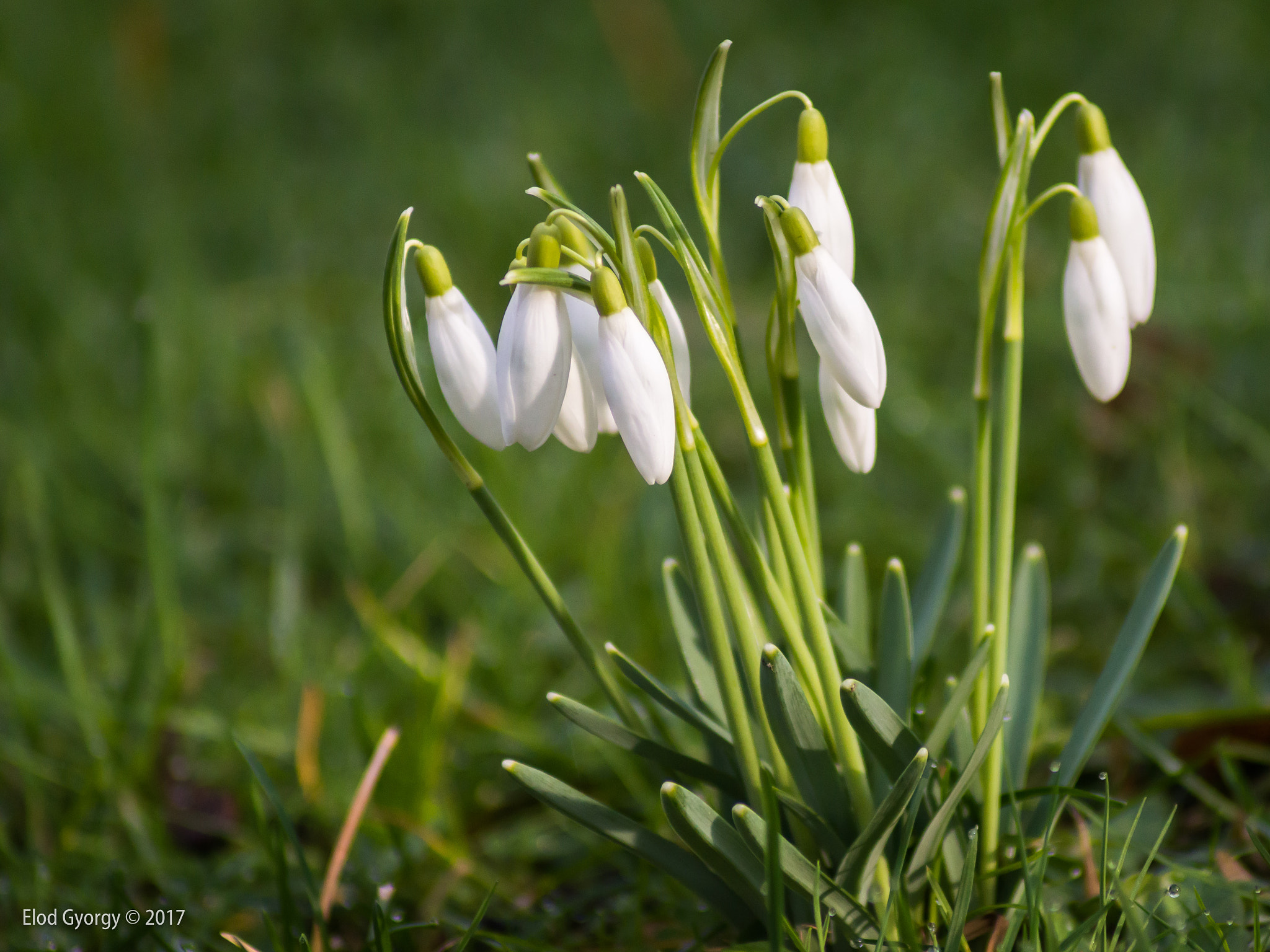 Nikon D3200 sample photo. Snowdrop 04 photography