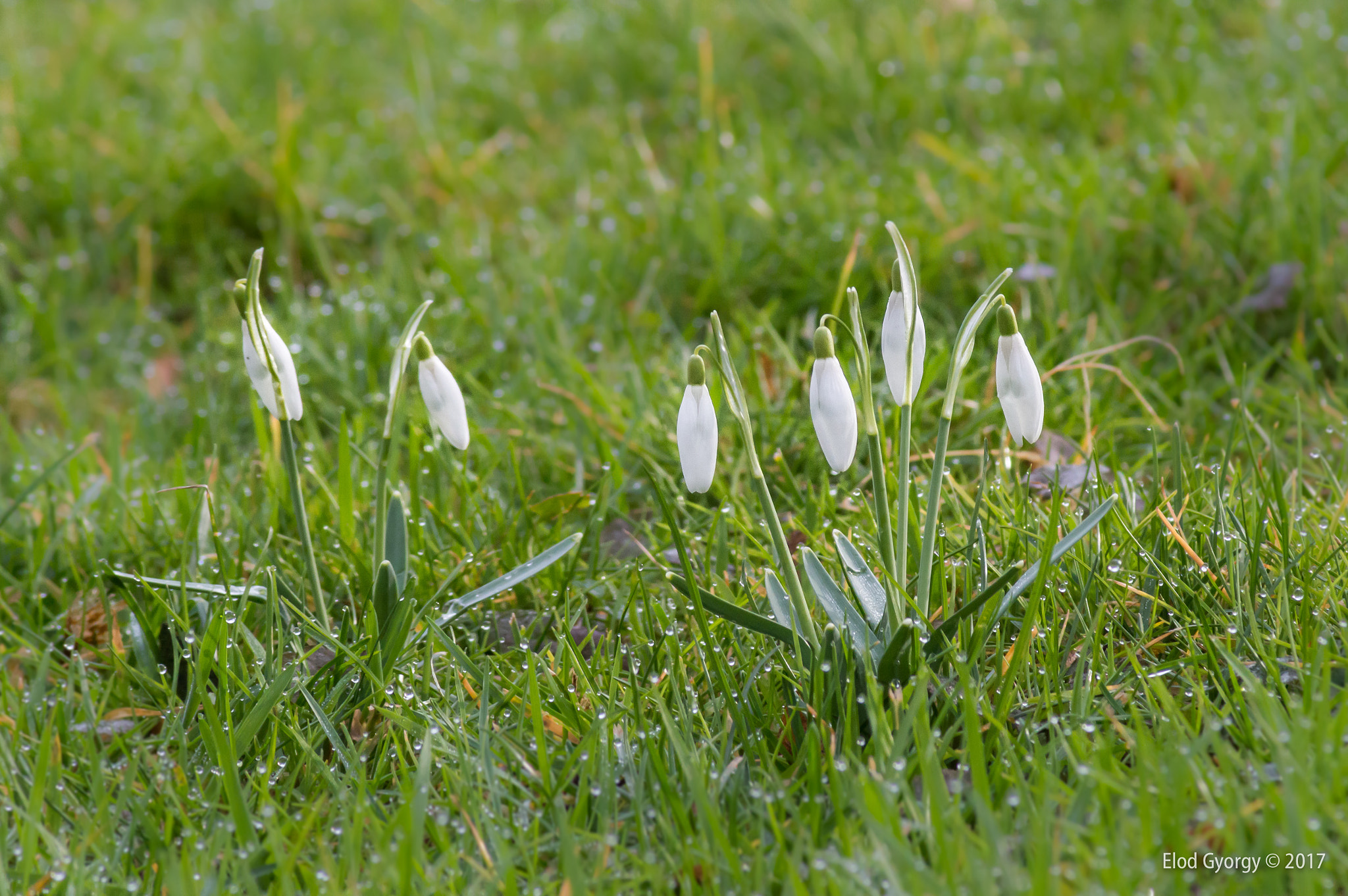 Nikon D3200 sample photo. Snowdrop 05 photography