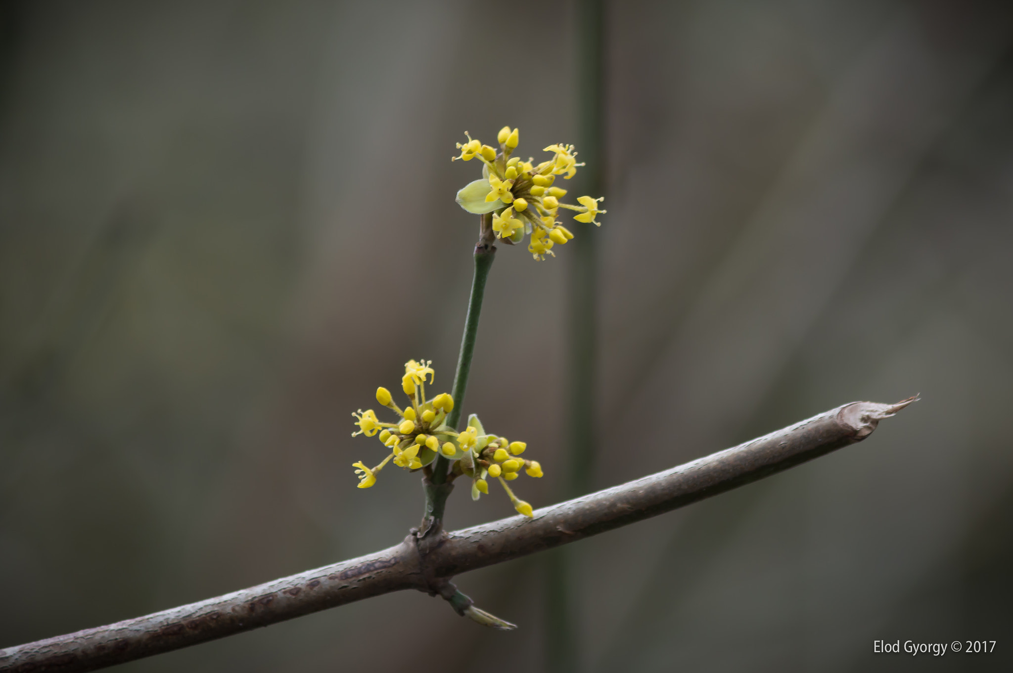 Nikon D3200 sample photo. Haiku photography