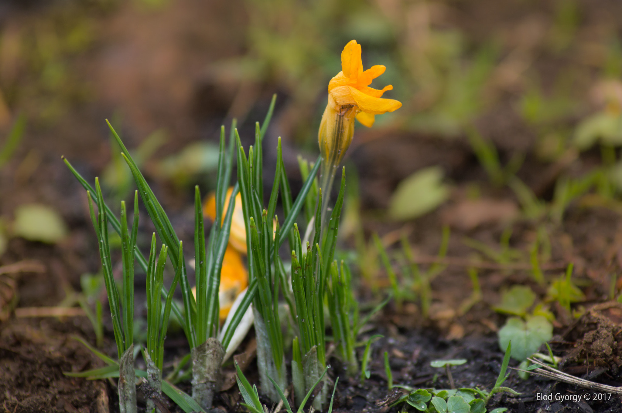 Nikon D3200 sample photo. Yellow photography