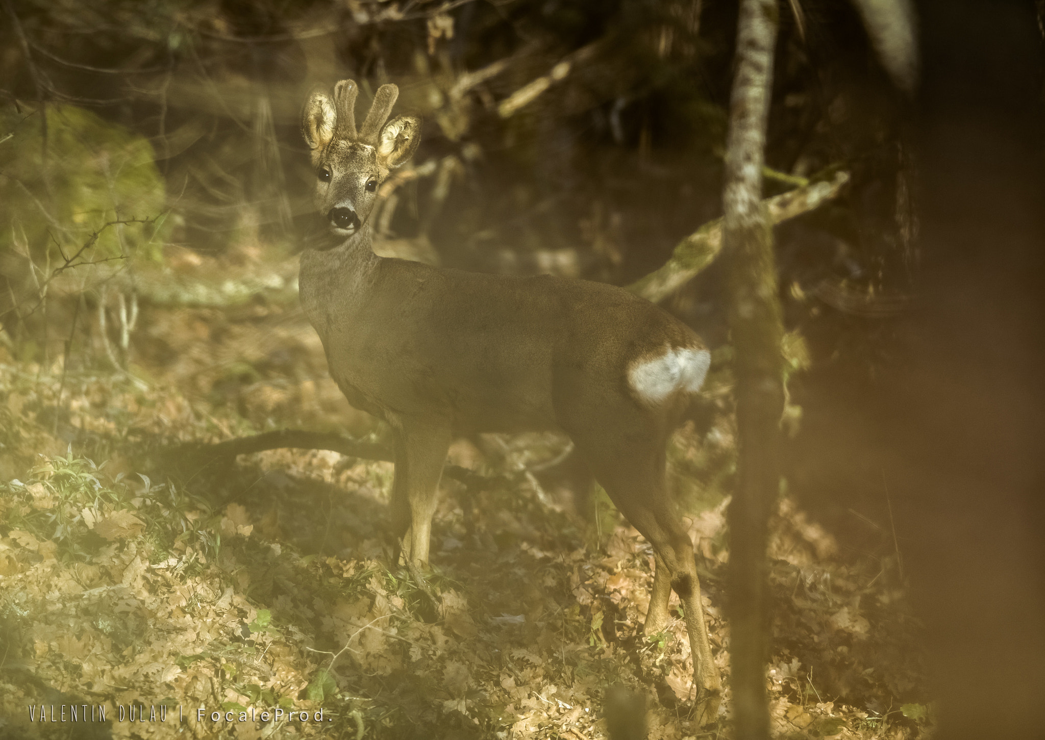 Canon EOS 70D + Canon EF 400mm F2.8L IS USM sample photo. Chevreuil en sous bois photography