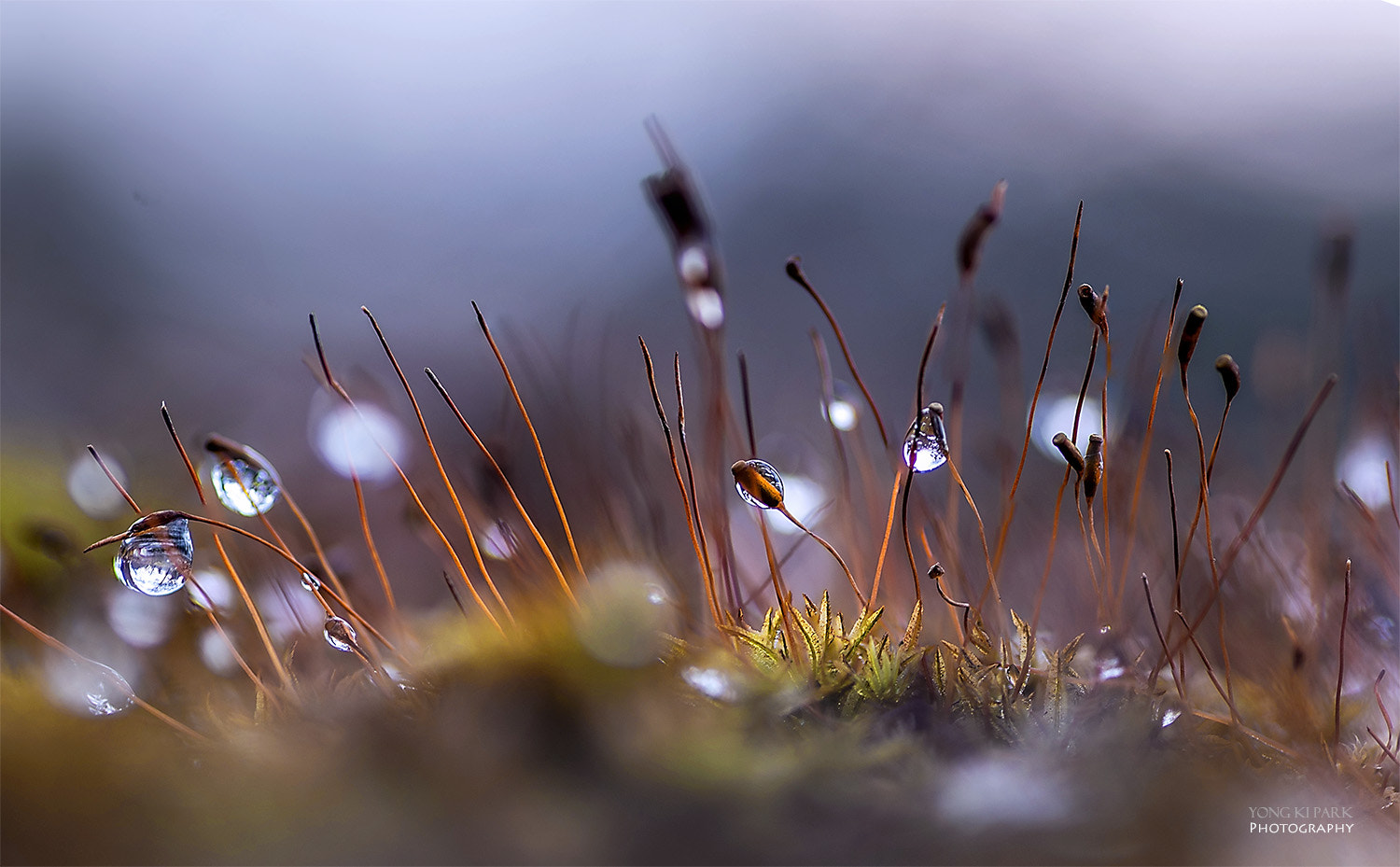 Pentax smc D-FA 100mm F2.8 Macro WR sample photo. Drops of early spring-2 photography
