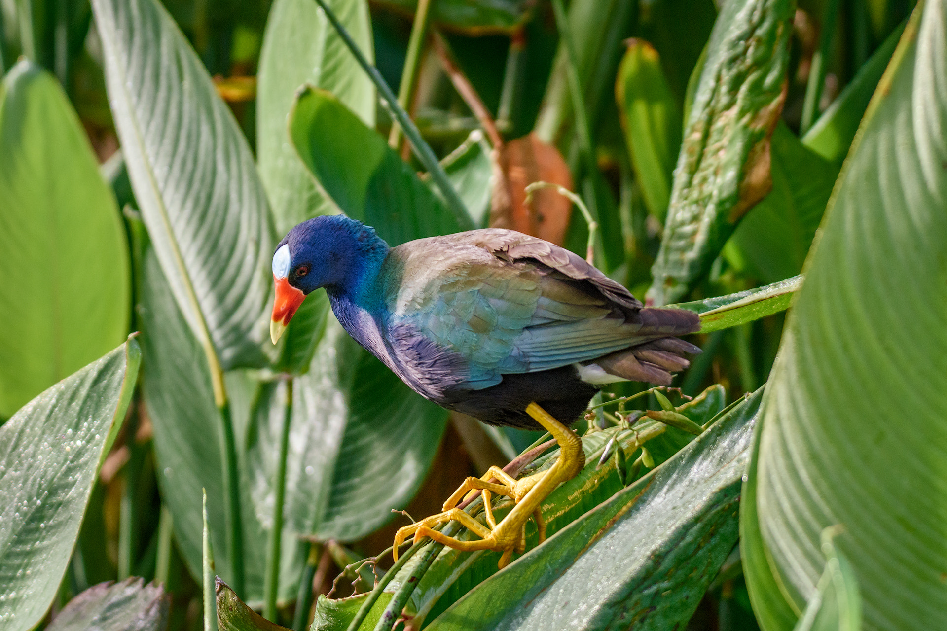 Nikon D810 + Sigma 50mm F2.8 EX DG Macro sample photo. Purple gallinule photography