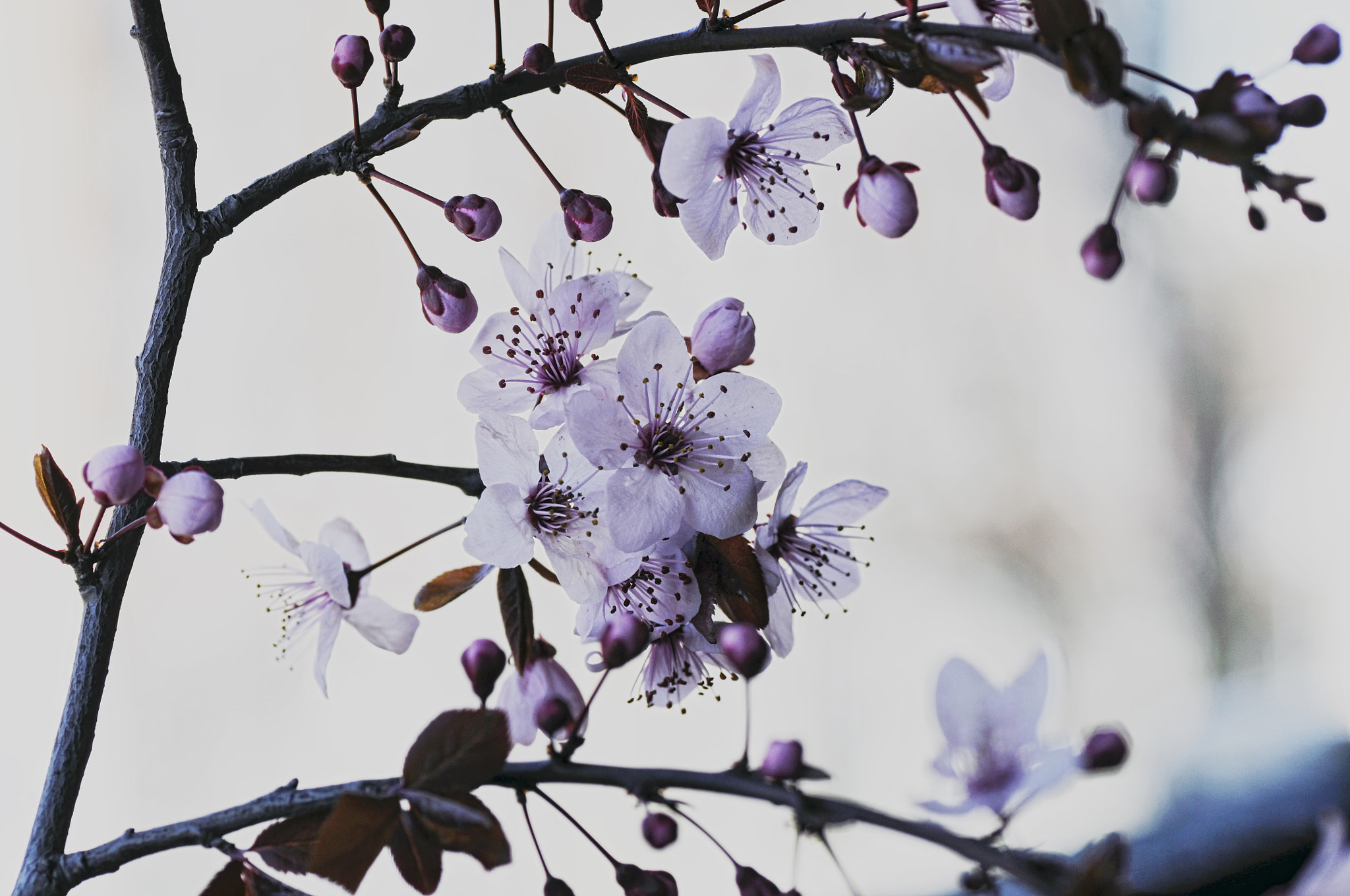 Nikon D5000 sample photo. February photography