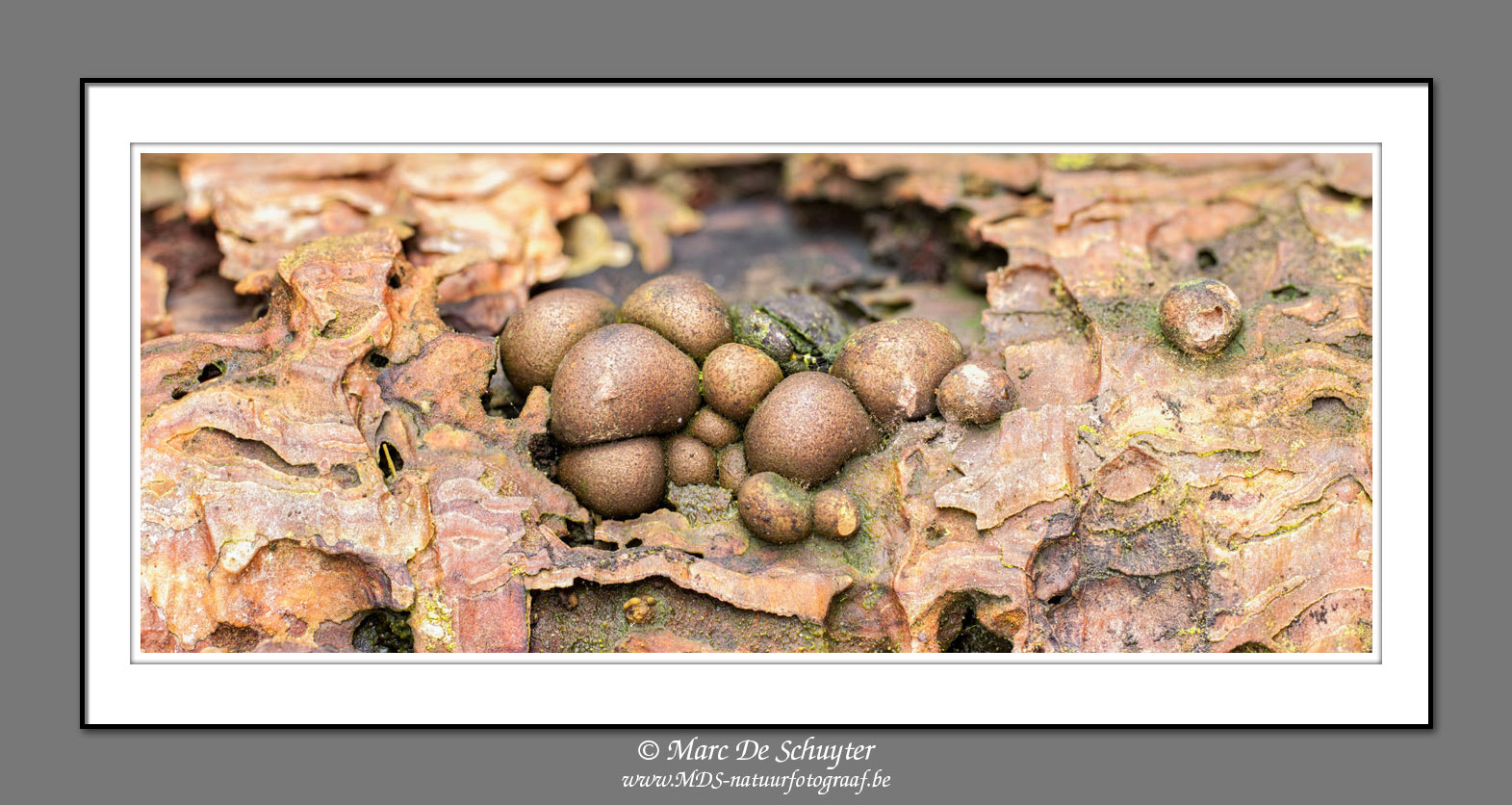 Canon EOS 5D Mark II + Canon TS-E 24.0mm f/3.5 L II sample photo. Wolf's milk panorama photography