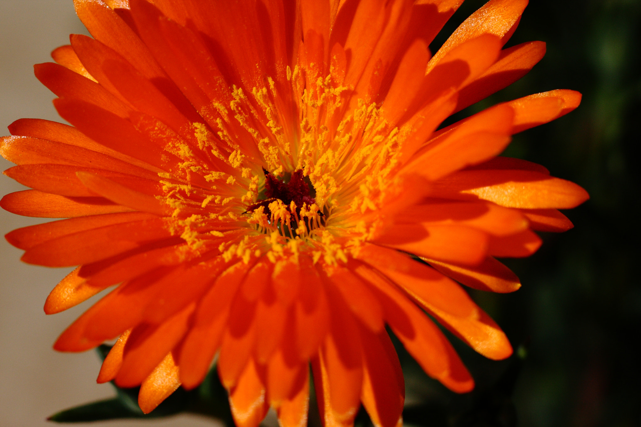 Canon EOS 40D + Canon EF 50mm F1.8 STM sample photo. Ouverture au soleil photography