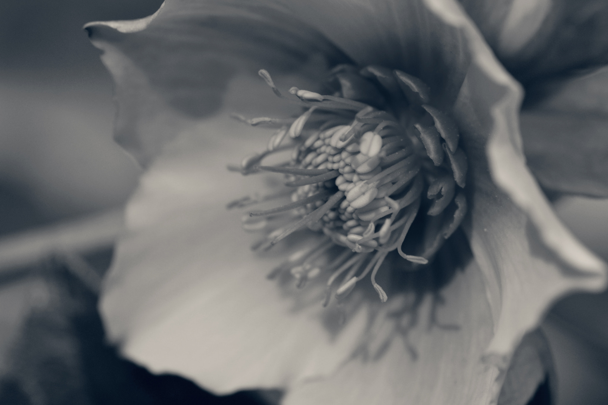 Nikon AF-S Micro-Nikkor 105mm F2.8G IF-ED VR sample photo. Lenten rose photography