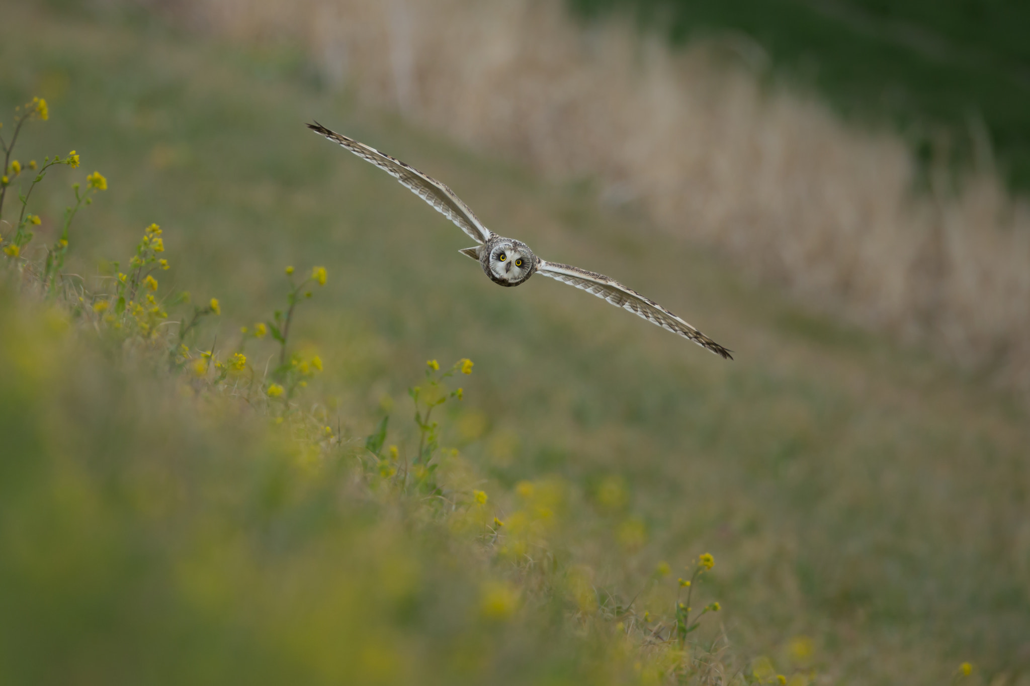 Canon EF 800mm F5.6L IS USM sample photo. 菜の花上空 photography