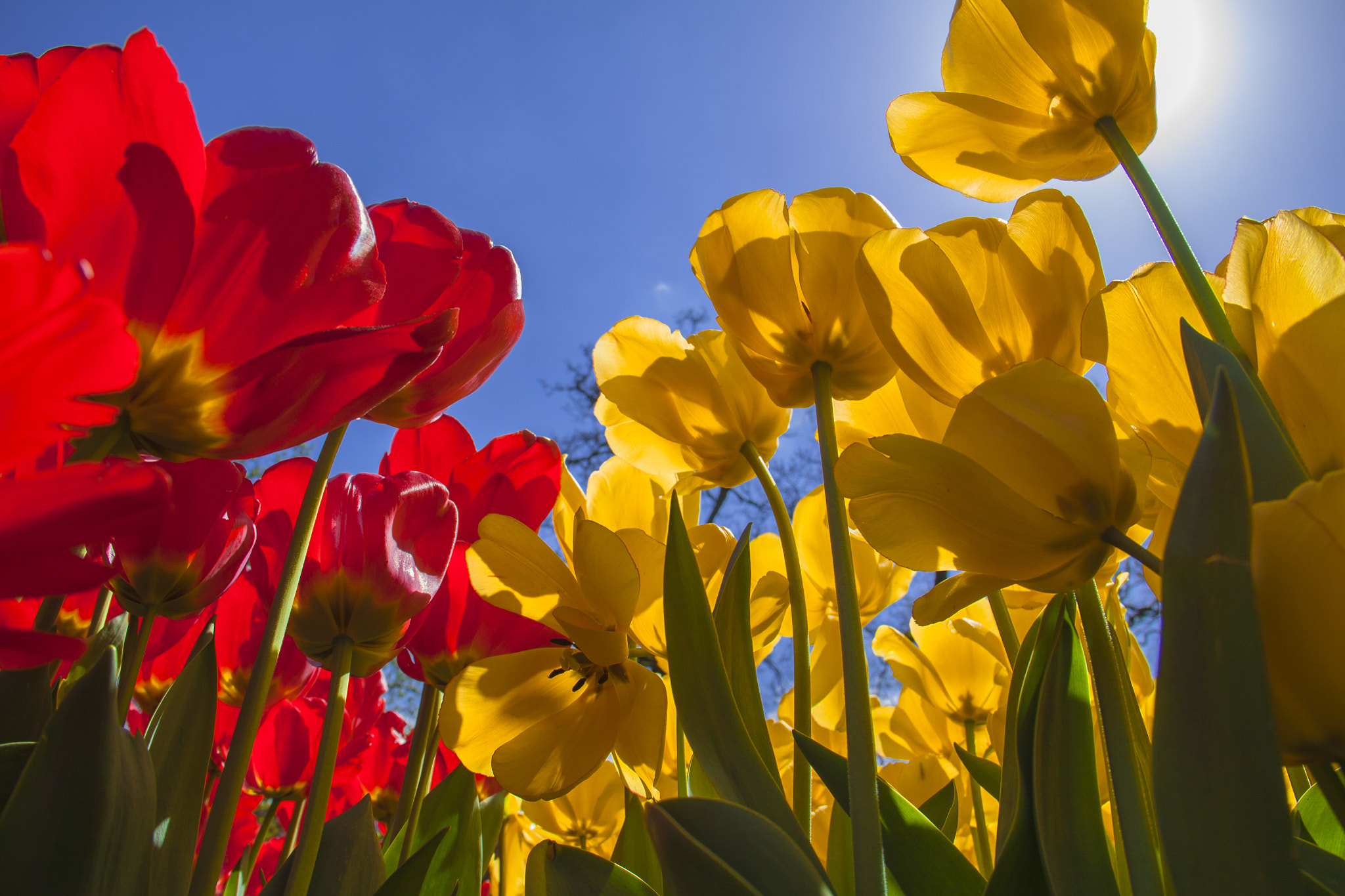 Canon EF-S 18-135mm F3.5-5.6 IS sample photo. Gaint tulips photography