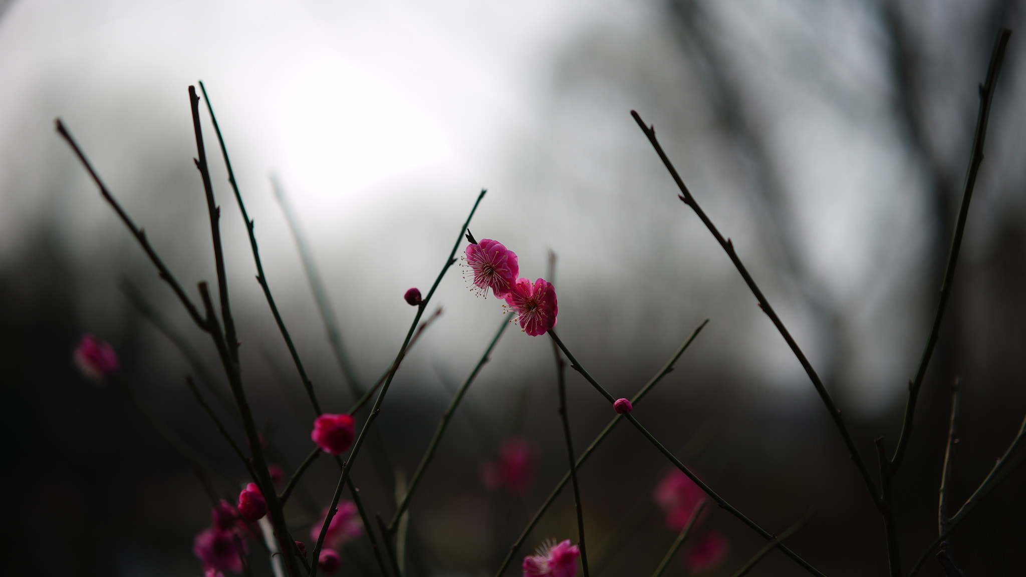 Sony a7S + Sony Sonnar T* FE 55mm F1.8 ZA sample photo. Dsc photography