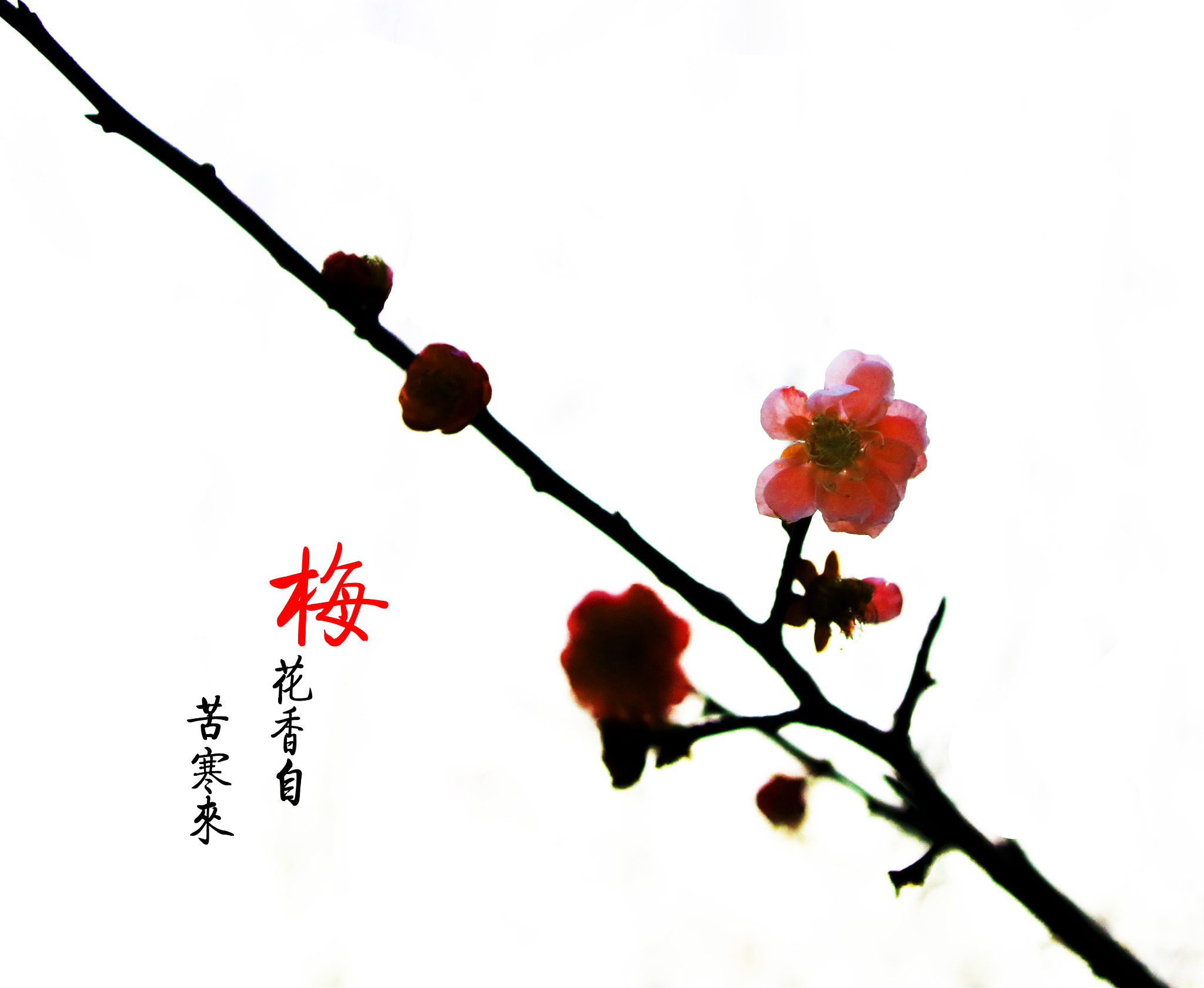 Canon EOS 750D (EOS Rebel T6i / EOS Kiss X8i) + Canon TS-E 90mm F2.8 Tilt-Shift sample photo. Plum photography