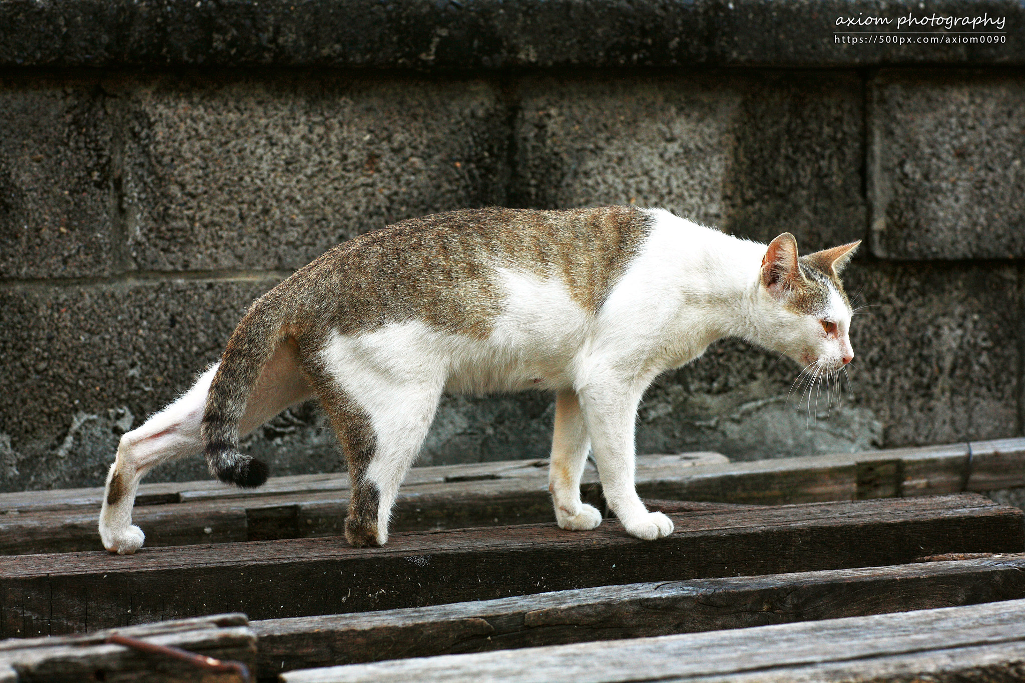 Canon EOS 5D + Canon EF 85mm F1.2 sample photo. Broken leg cat photography