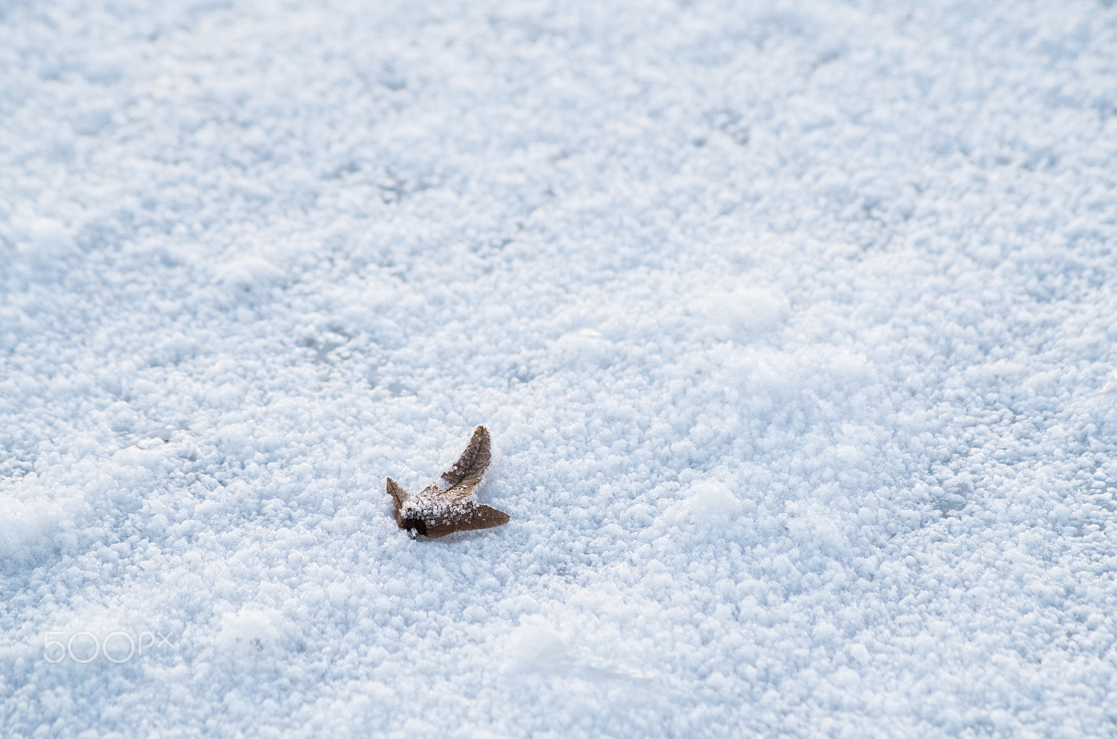 Pentax smc DA 55-300mm F4.0-5.8 ED sample photo. Winter leaf photography