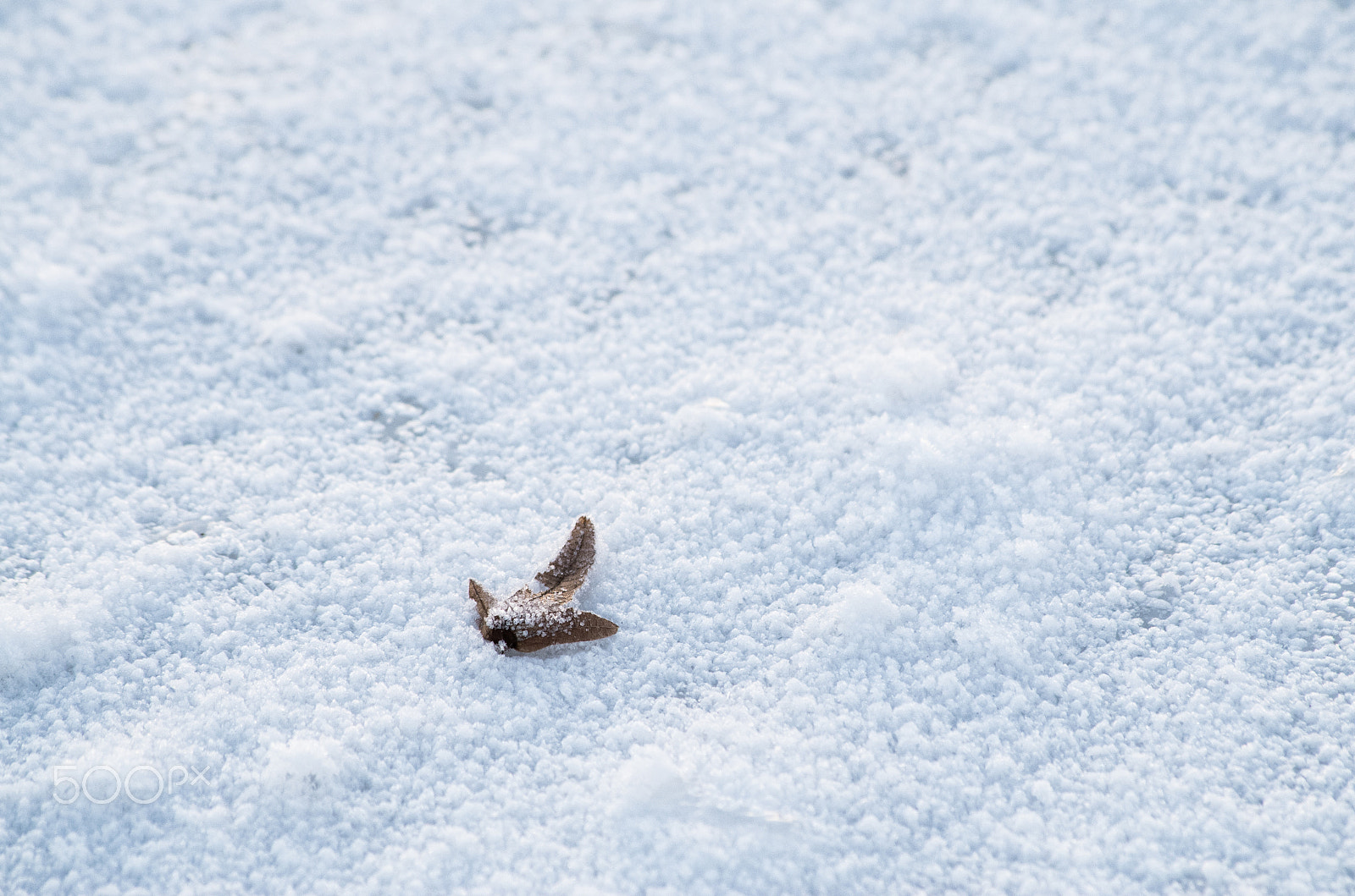 Pentax K-50 sample photo. Winter leaf photography