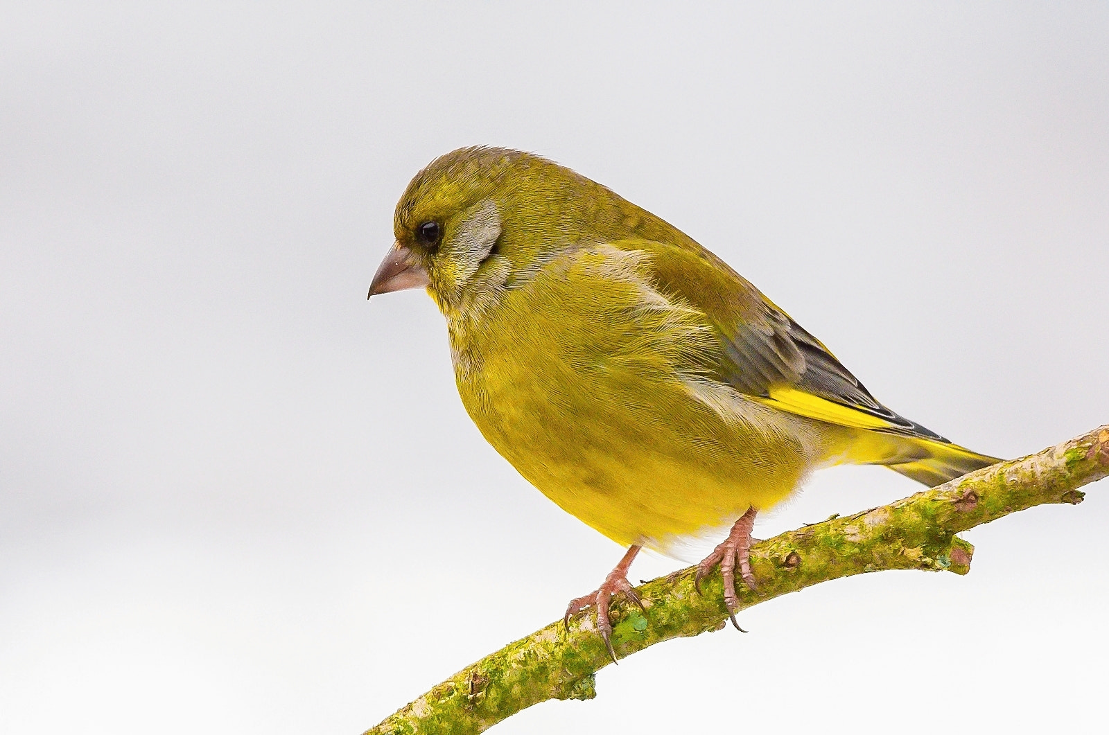 Sigma 120-400mm F4.5-5.6 DG OS HSM sample photo. Greenfinch photography