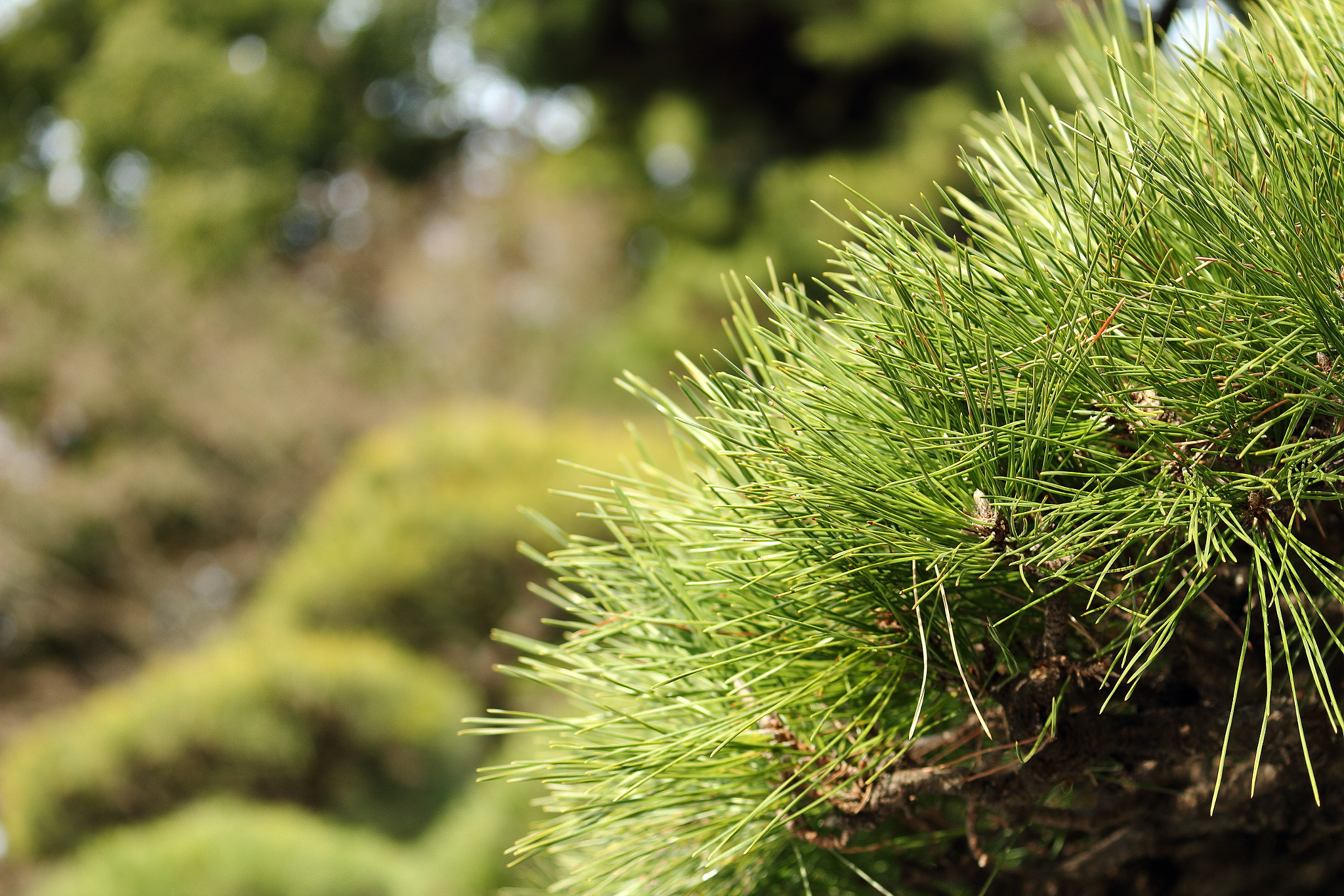 Canon EOS 100D (EOS Rebel SL1 / EOS Kiss X7) sample photo. Pine on imperial palace photography