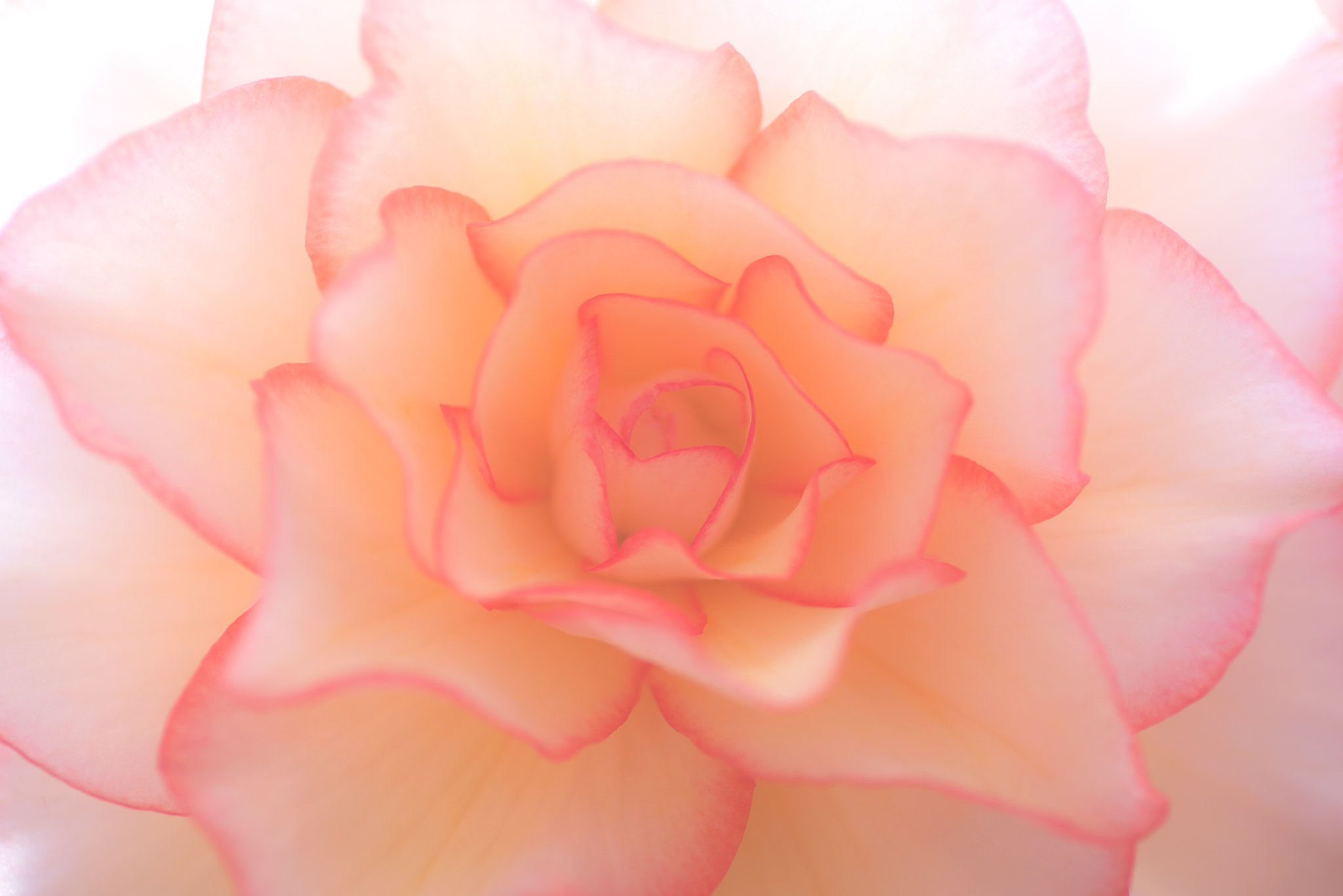 Nikon D600 sample photo. White begonia photography