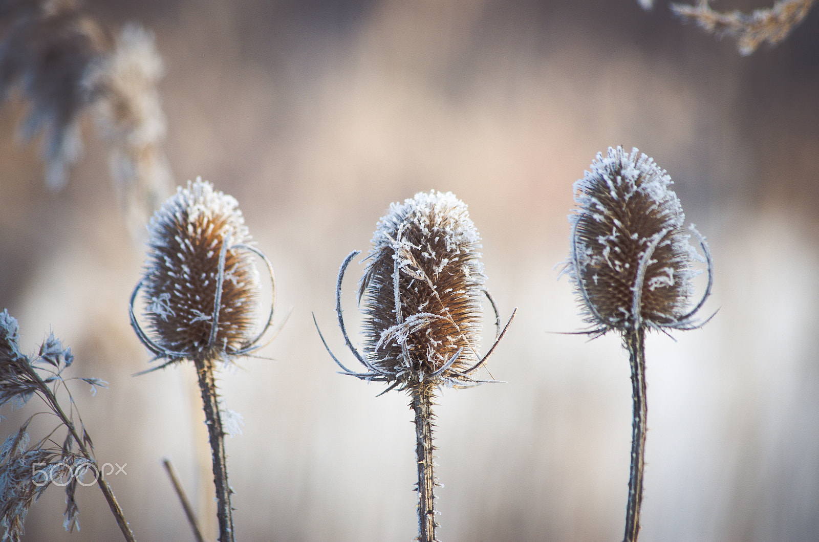 Pentax K-50 sample photo. Thistles photography