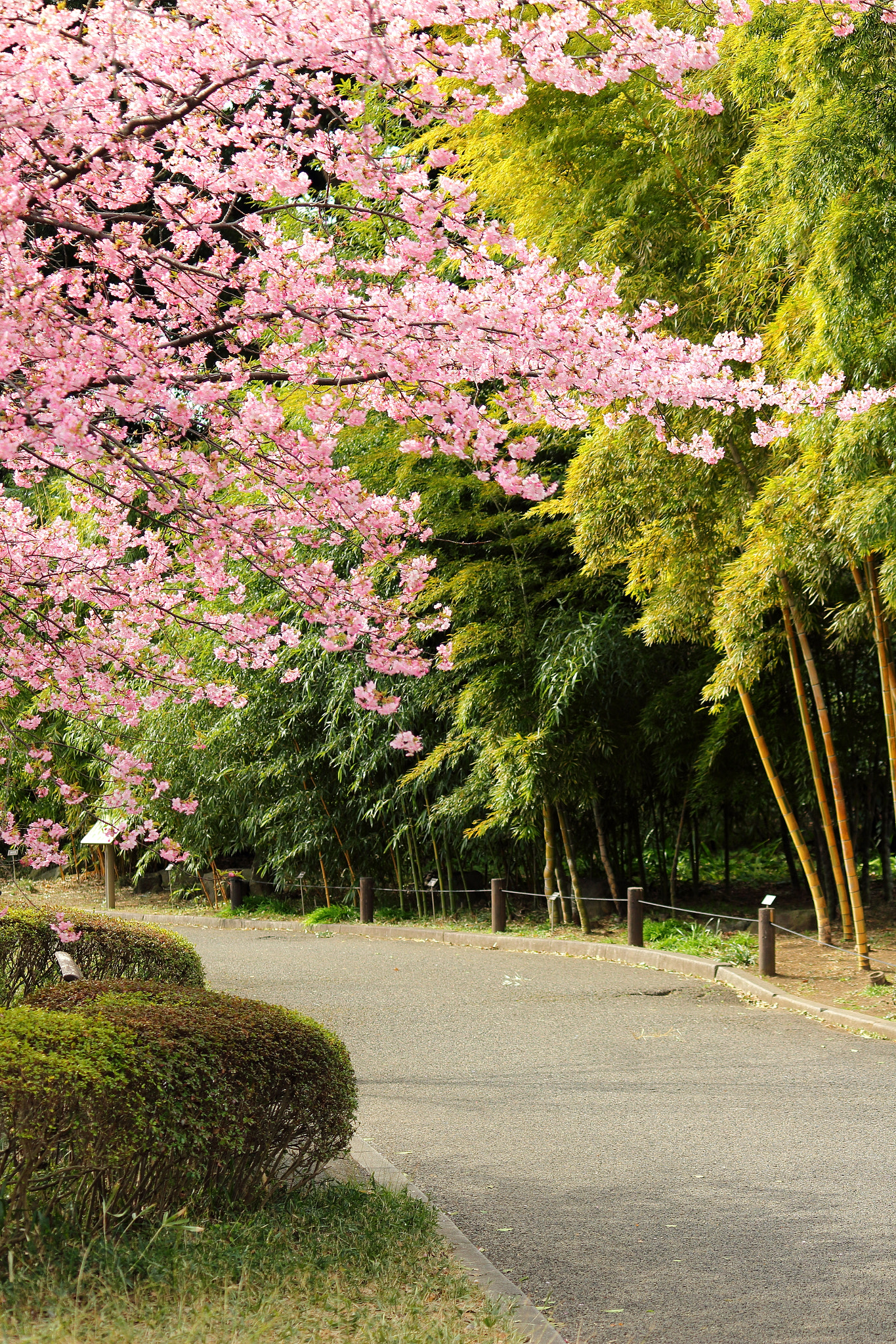 Canon EOS 100D (EOS Rebel SL1 / EOS Kiss X7) sample photo. A street with sakura photography