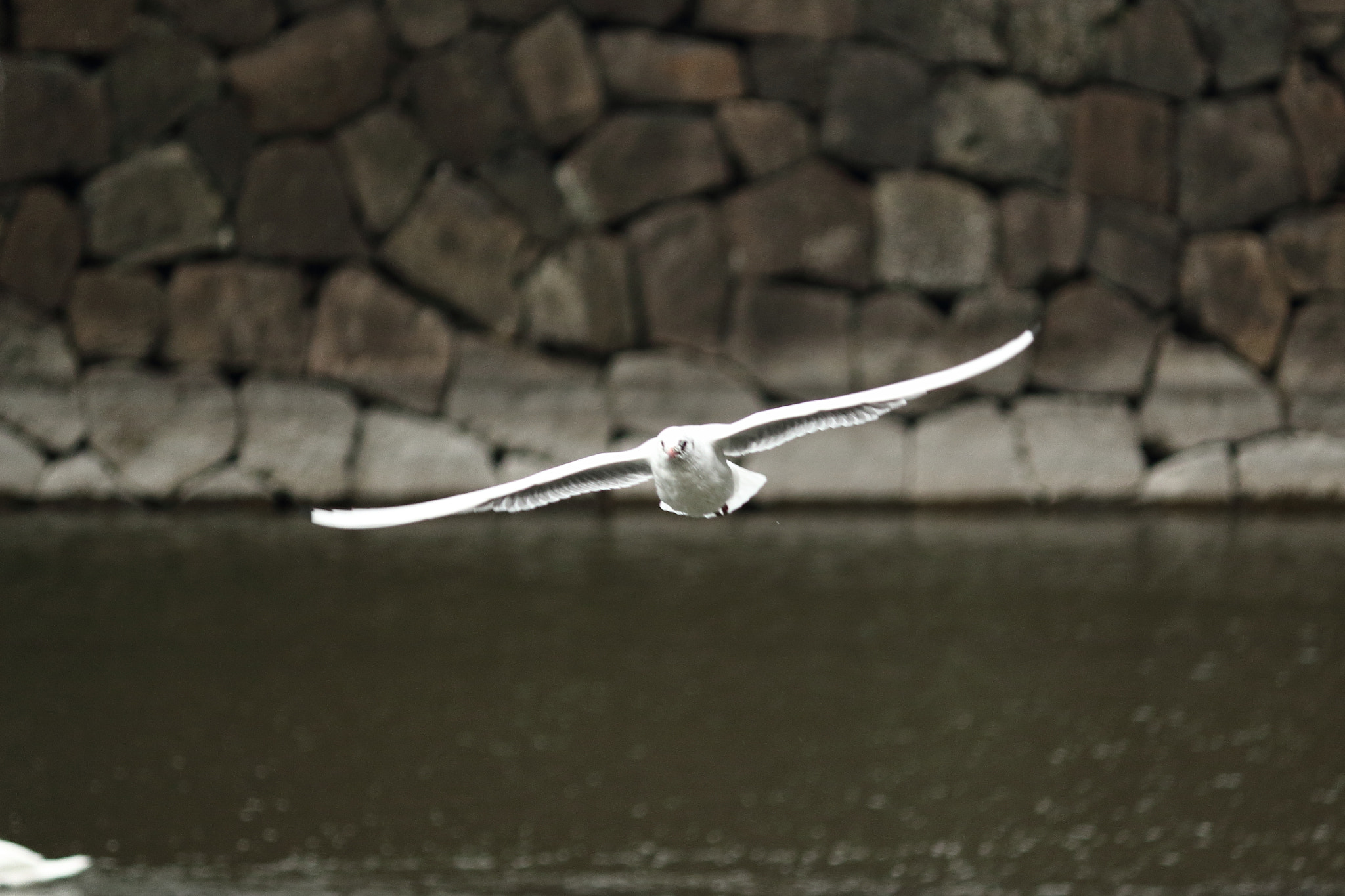Canon EOS 100D (EOS Rebel SL1 / EOS Kiss X7) sample photo. A flying bird photography