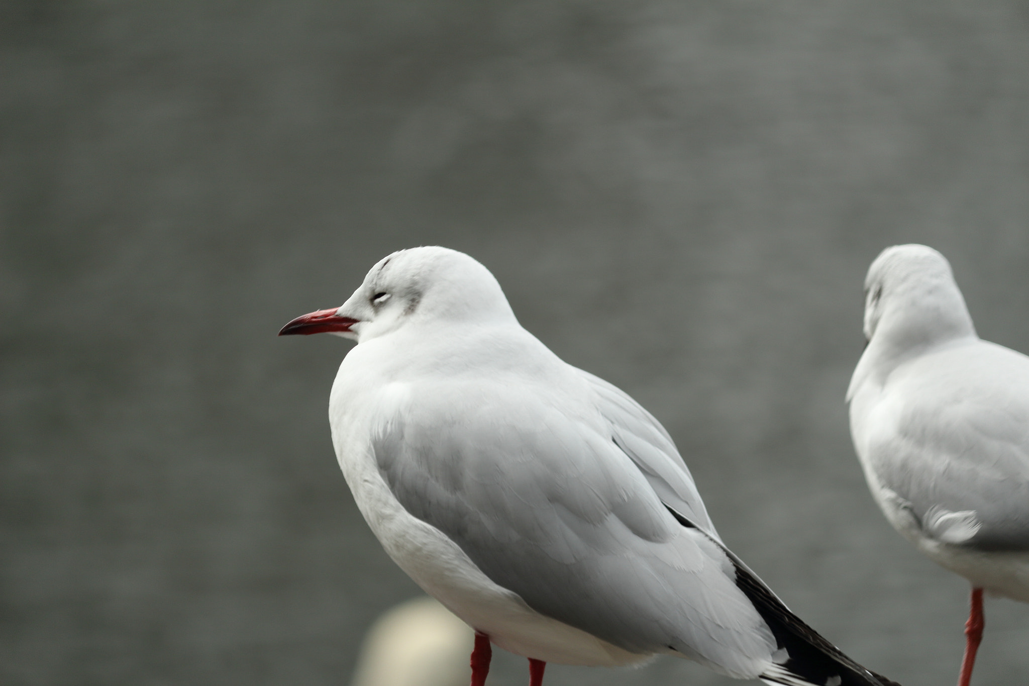 Canon EOS 100D (EOS Rebel SL1 / EOS Kiss X7) sample photo. A sleeping bird photography
