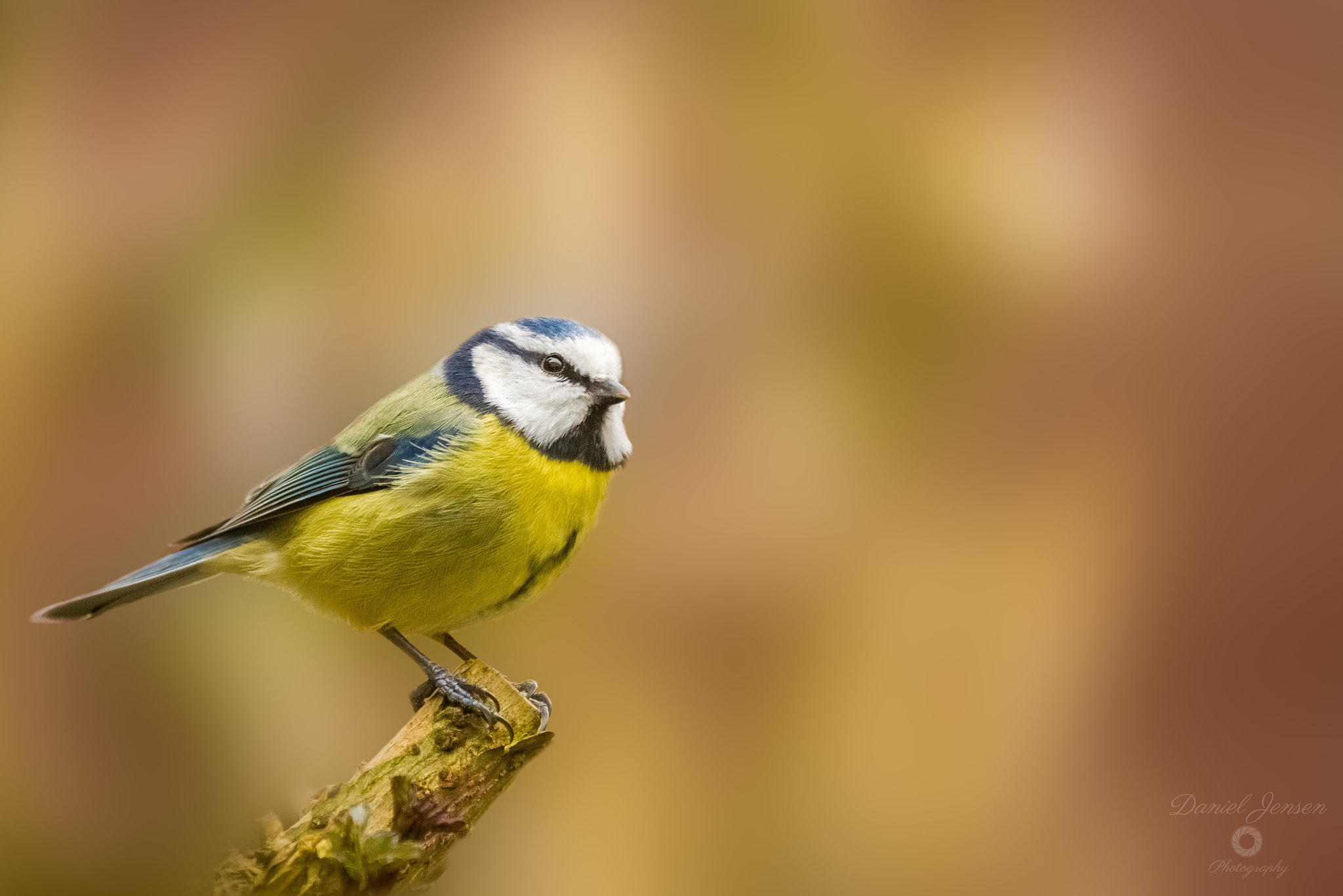 Sigma 150-600mm F5-6.3 DG OS HSM | C sample photo. Blue tit photography